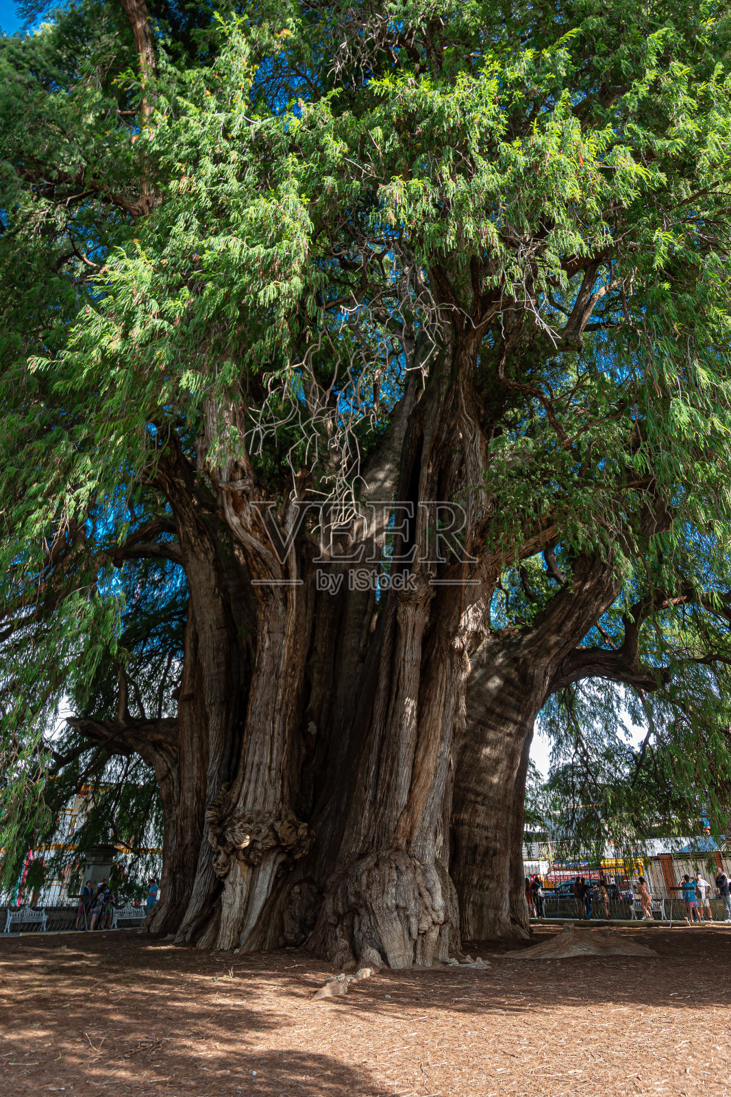 墨西哥瓦哈卡，圣玛利亚德尔图勒的萨宾古树照片摄影图片