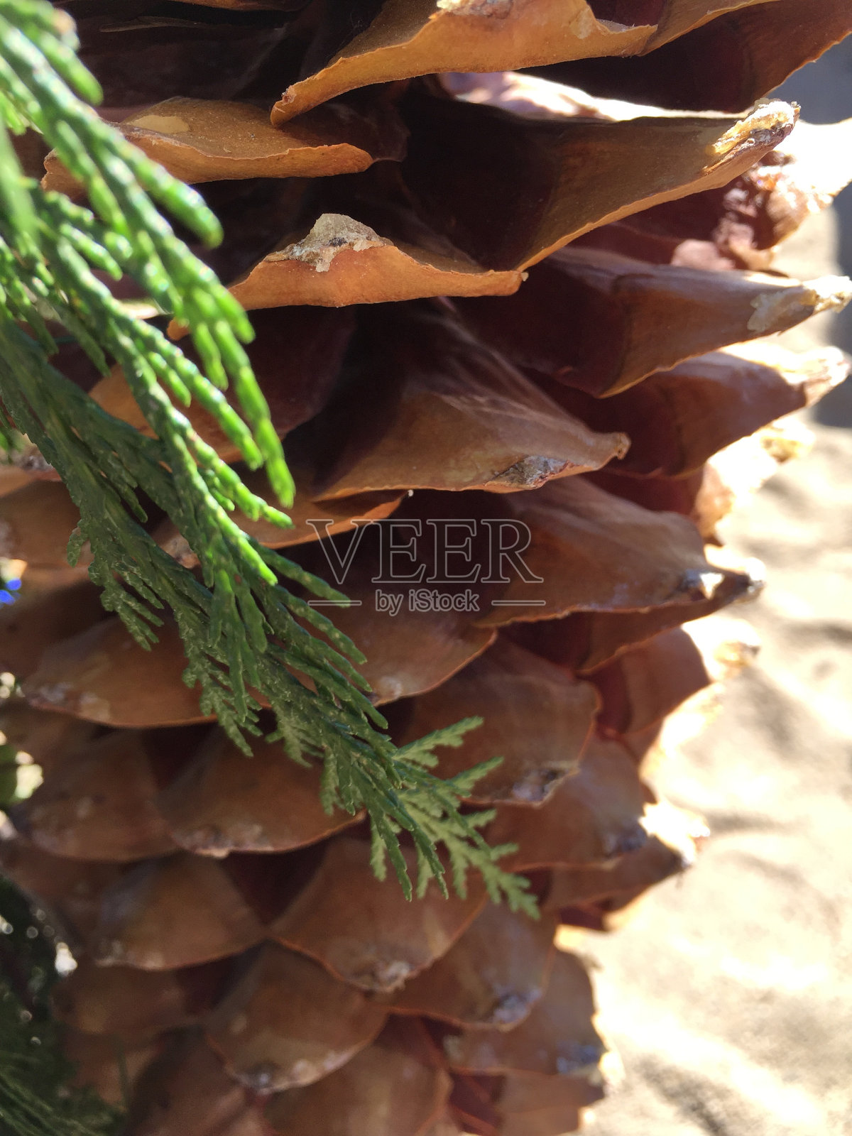 婚礼锥照片摄影图片