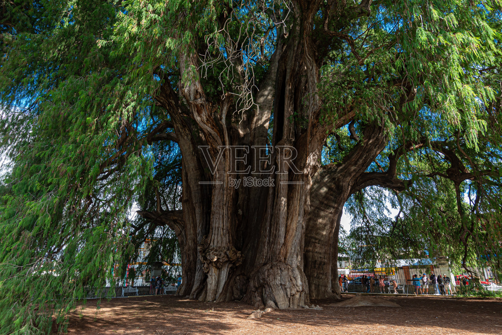 墨西哥瓦哈卡，圣玛利亚德尔图勒的萨宾古树照片摄影图片