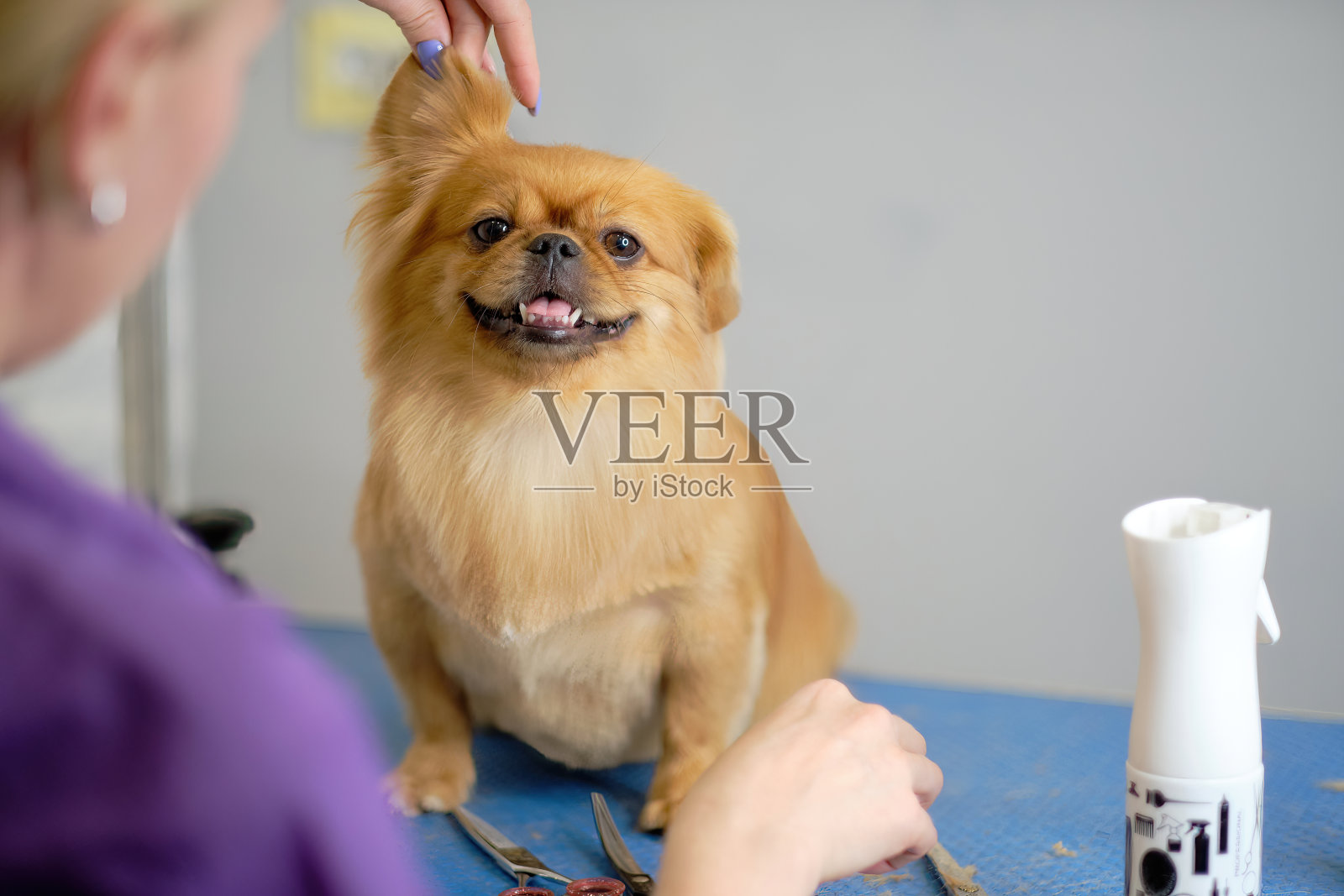 狮子狗或狮子狗在动物沙龙理发照片摄影图片