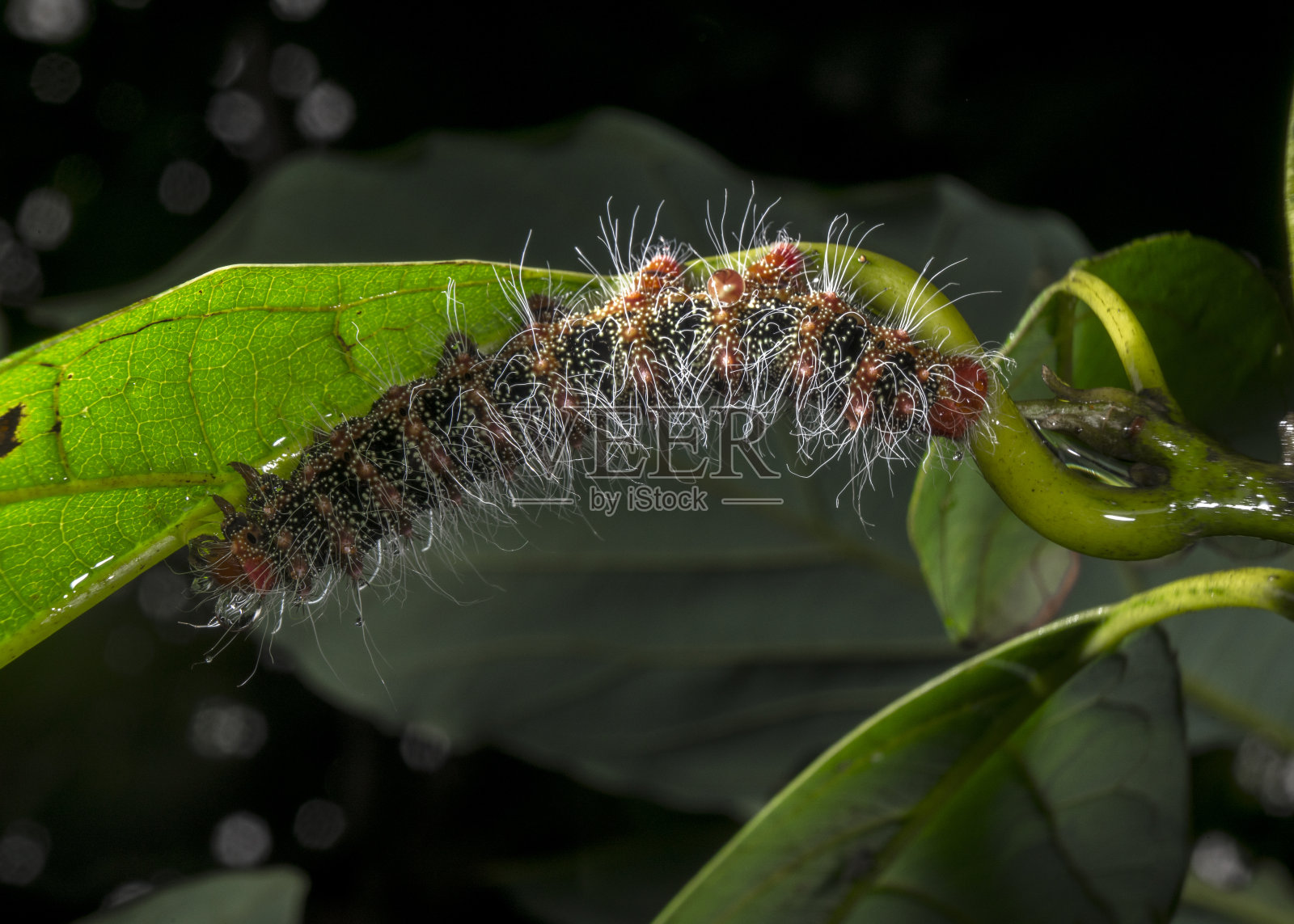 黑、白、红三色毛虫挂在牛油果枝上照片摄影图片