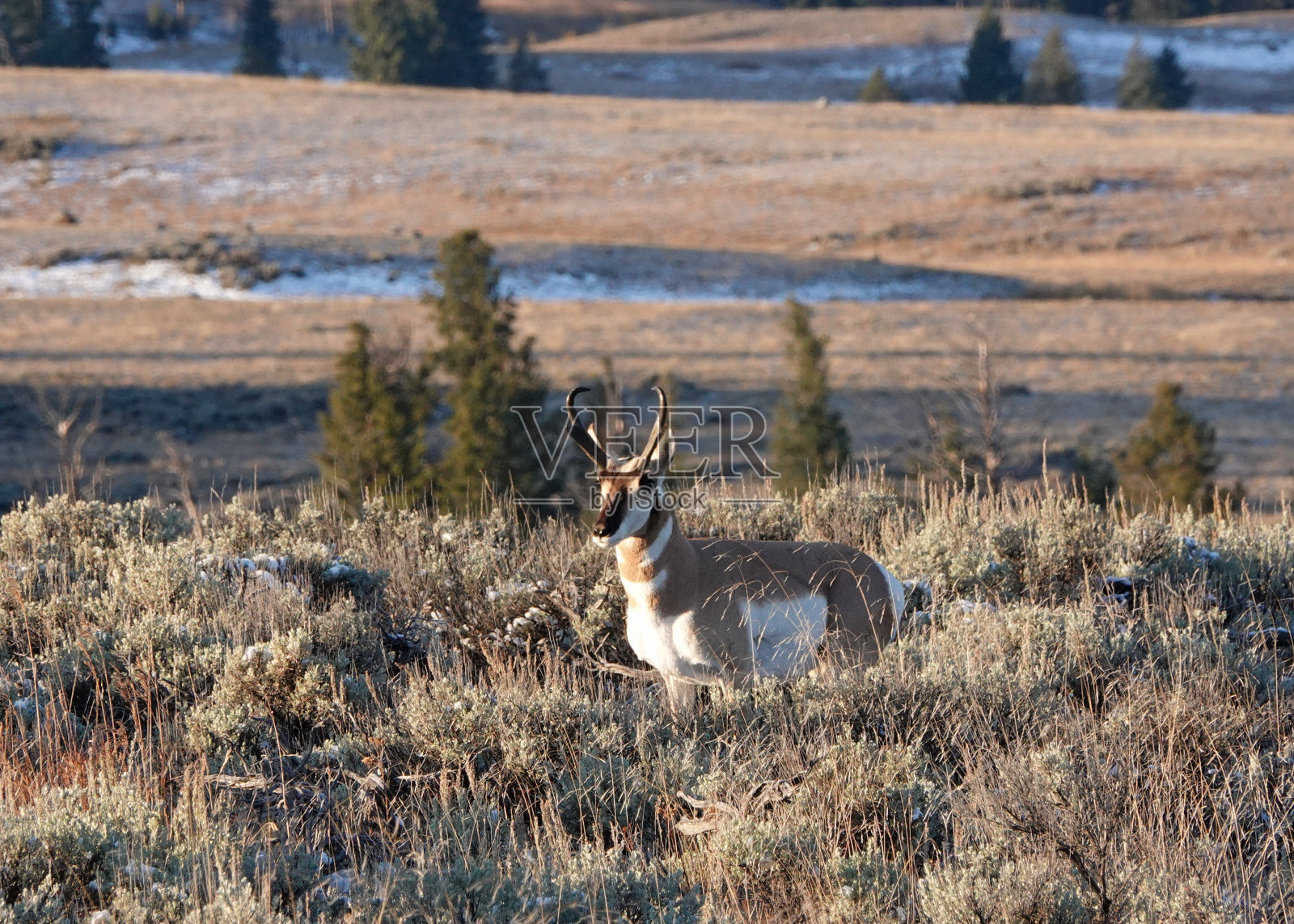 叉角羚望向清晨的阳光照片摄影图片