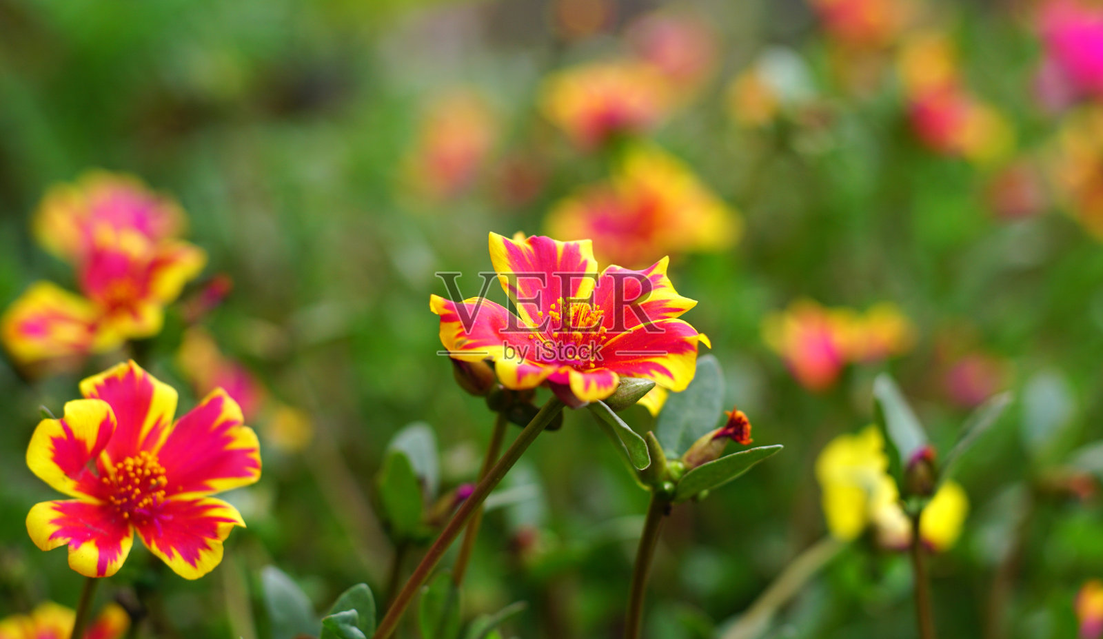 的花照片摄影图片