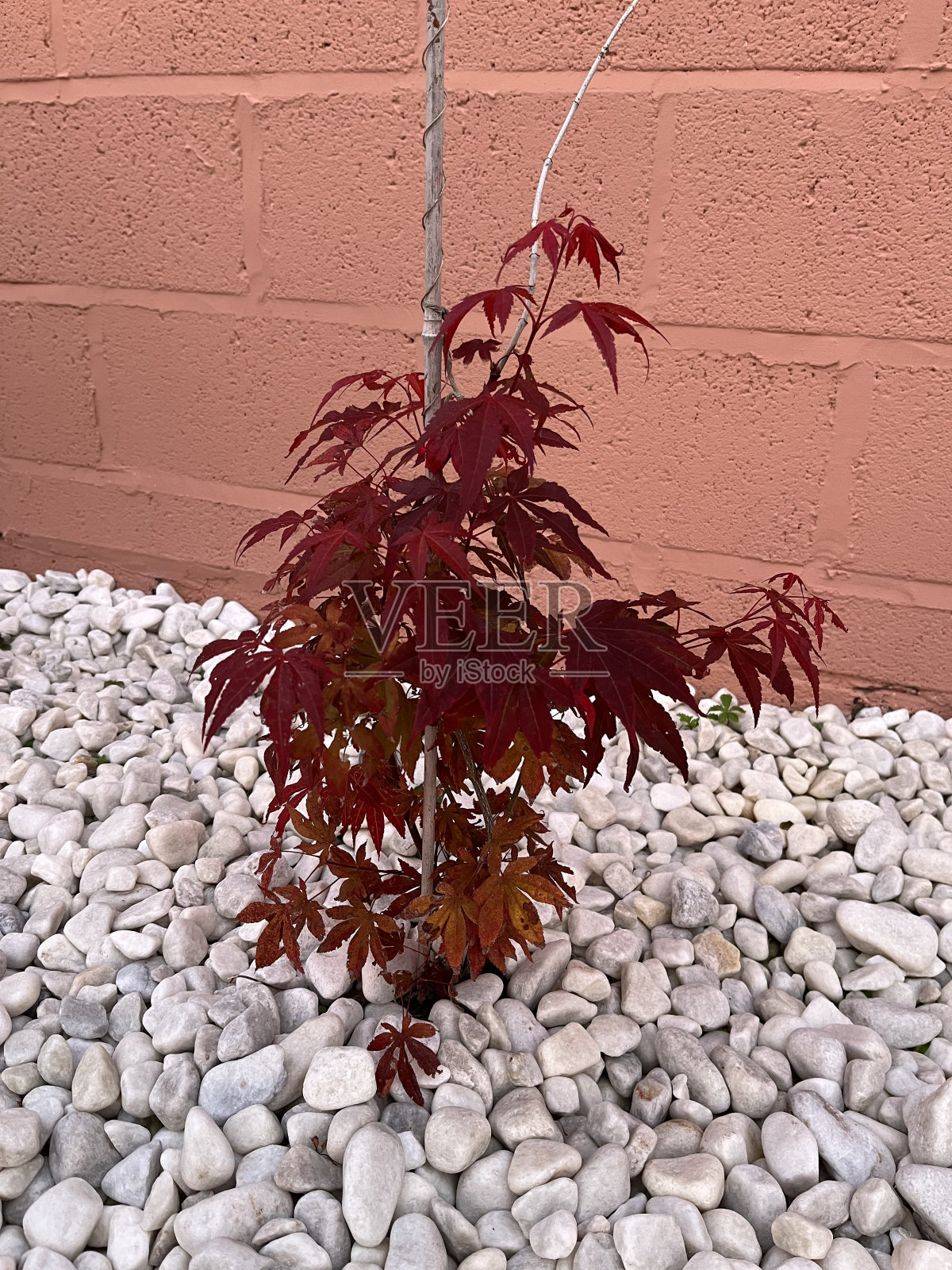 生长在鹅卵石边缘的槭属植物照片摄影图片