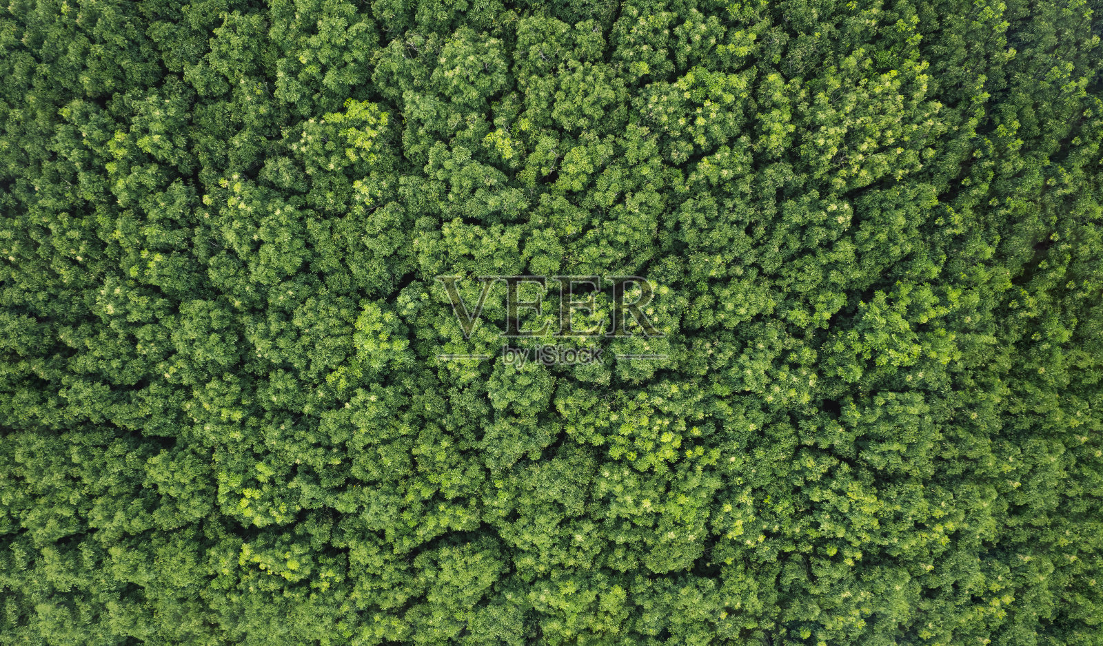 秋色航拍森林树木，雨林生态系统背景照片摄影图片