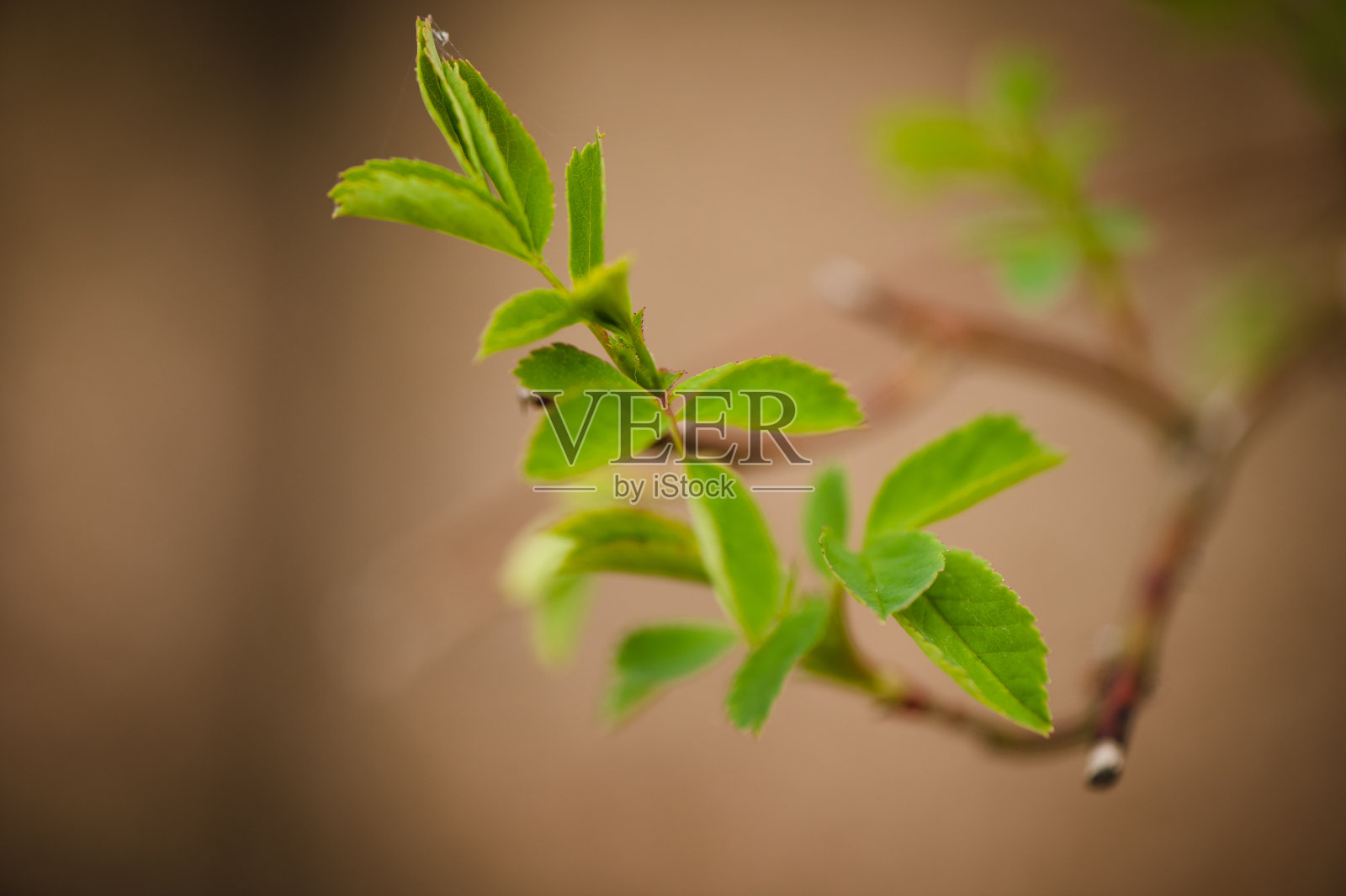 有嫩叶的枝条照片摄影图片