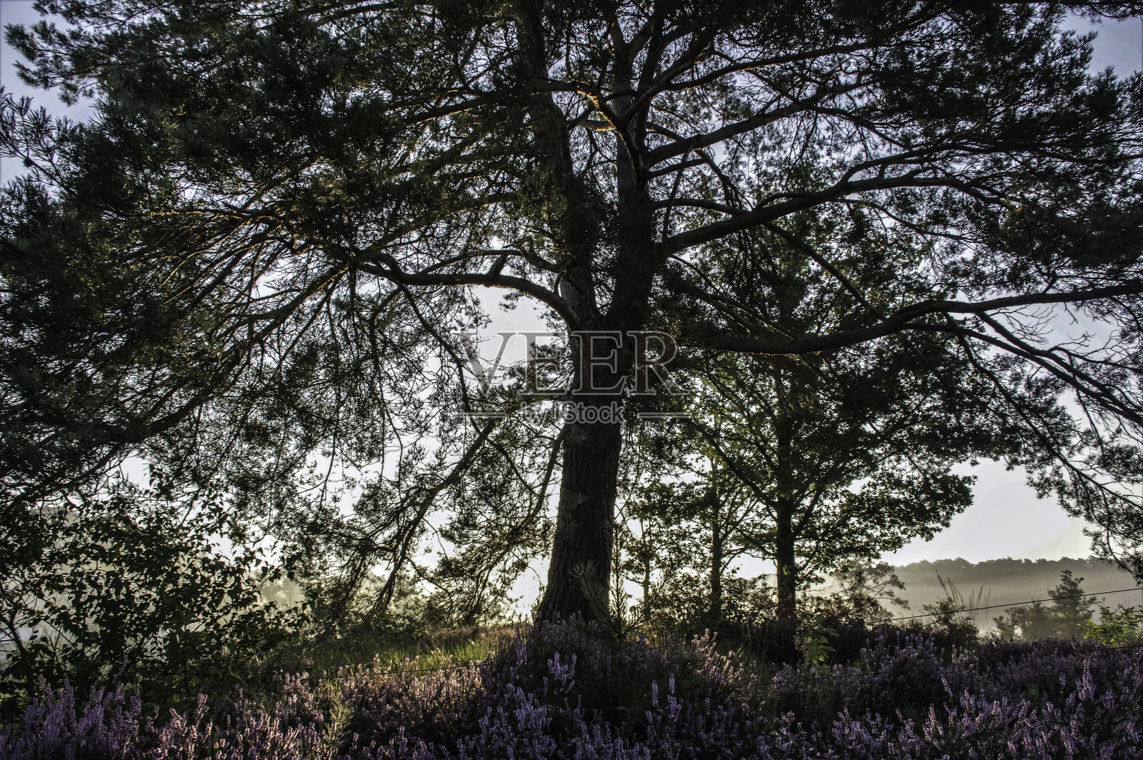 朦胧日出下的橡树照片摄影图片
