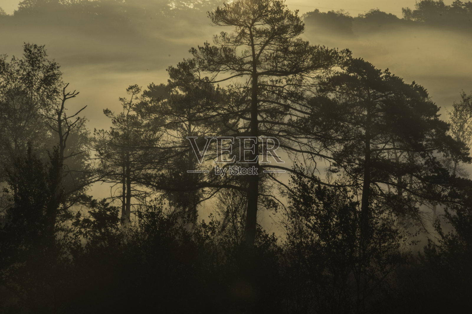 容光焕发的雾蒙蒙的日出照片摄影图片