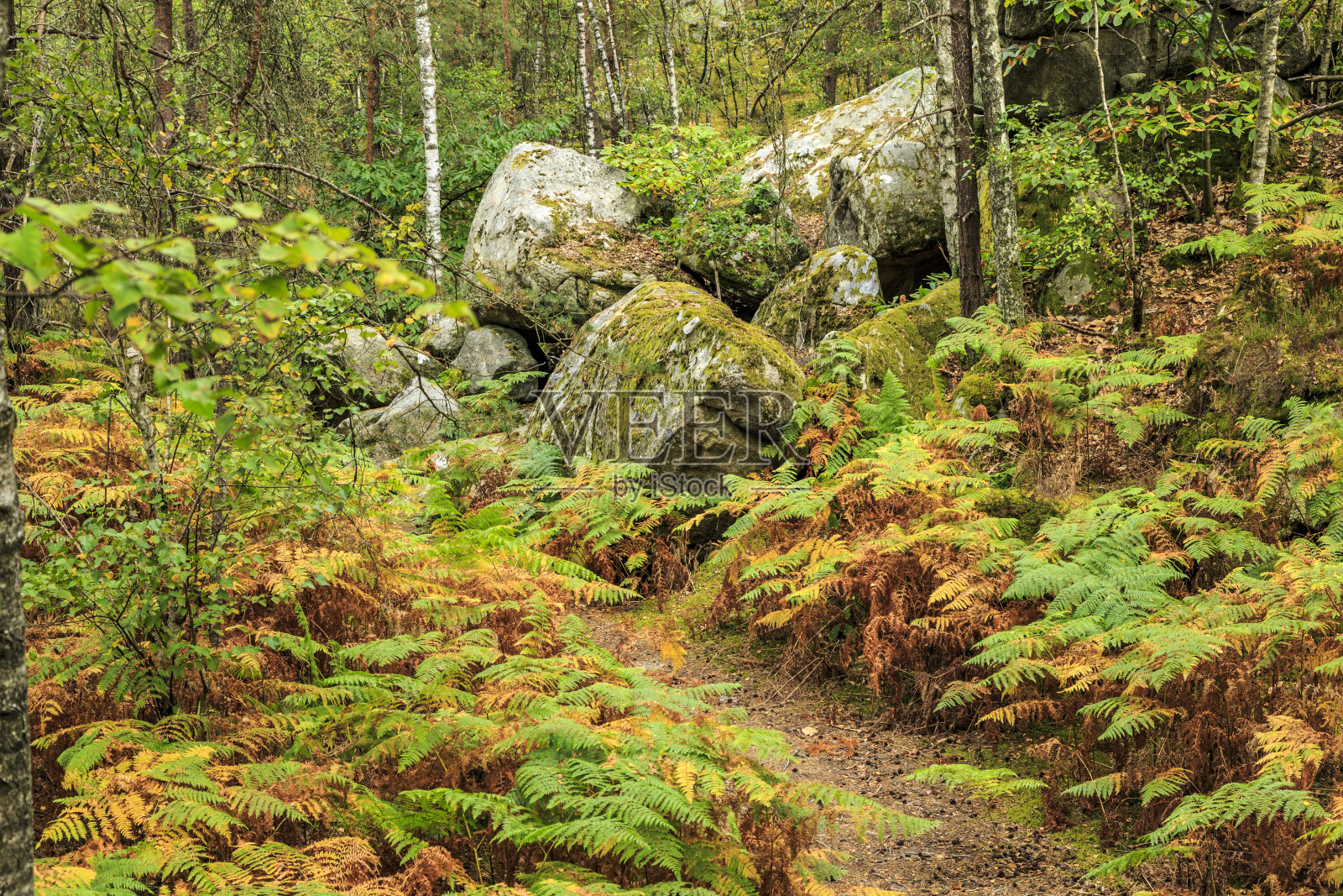 岩石和森林照片摄影图片
