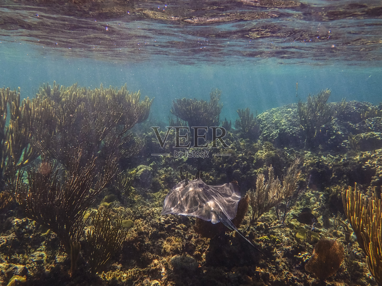 南黄貂鱼，安德罗斯巴哈马群岛照片摄影图片