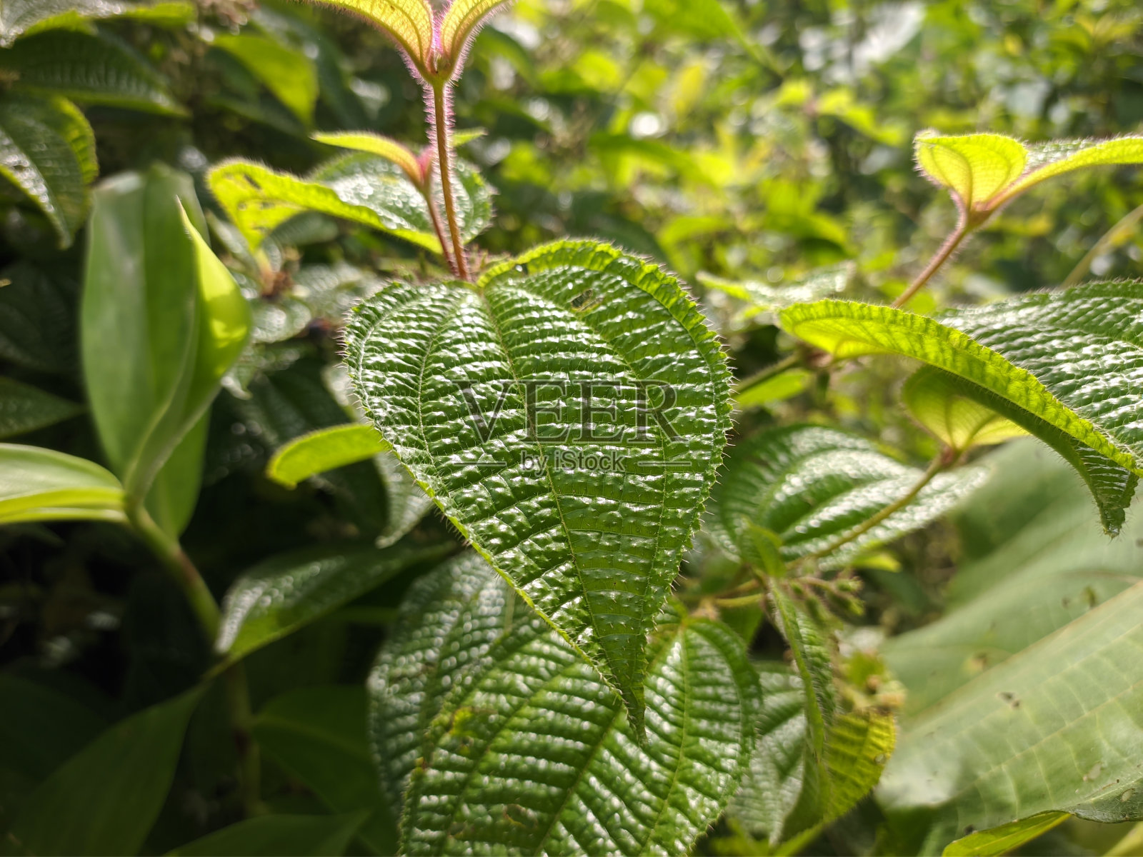 在早上种植照片摄影图片