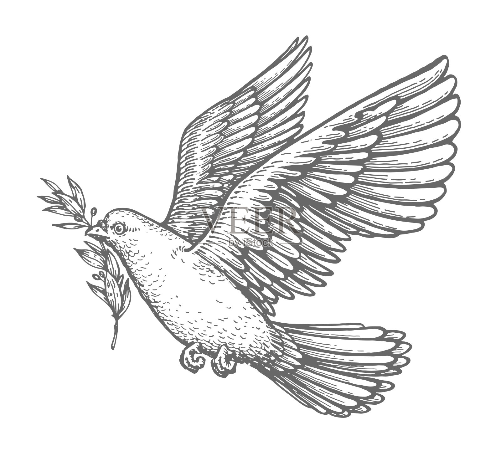 鸽子与橄榄叶素描。关怀与和平圣经符号。基督教鸟在飞行老式矢量插图插画图片素材