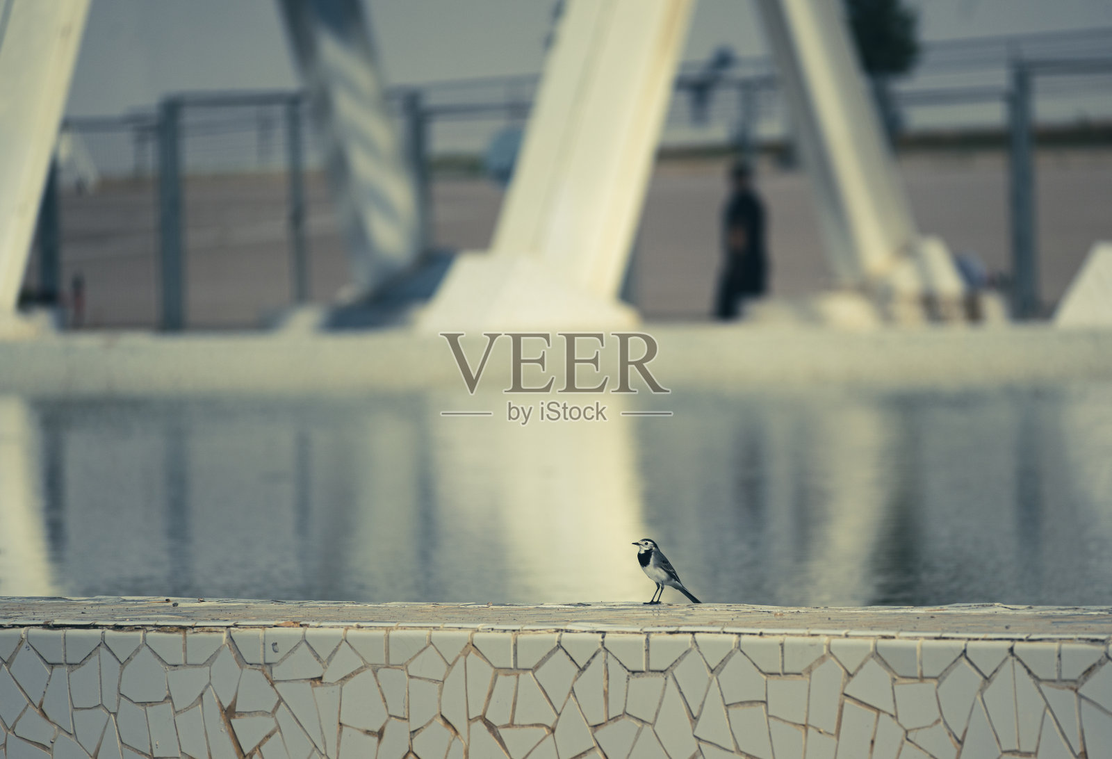 城里的燕尾鸟。照片摄影图片