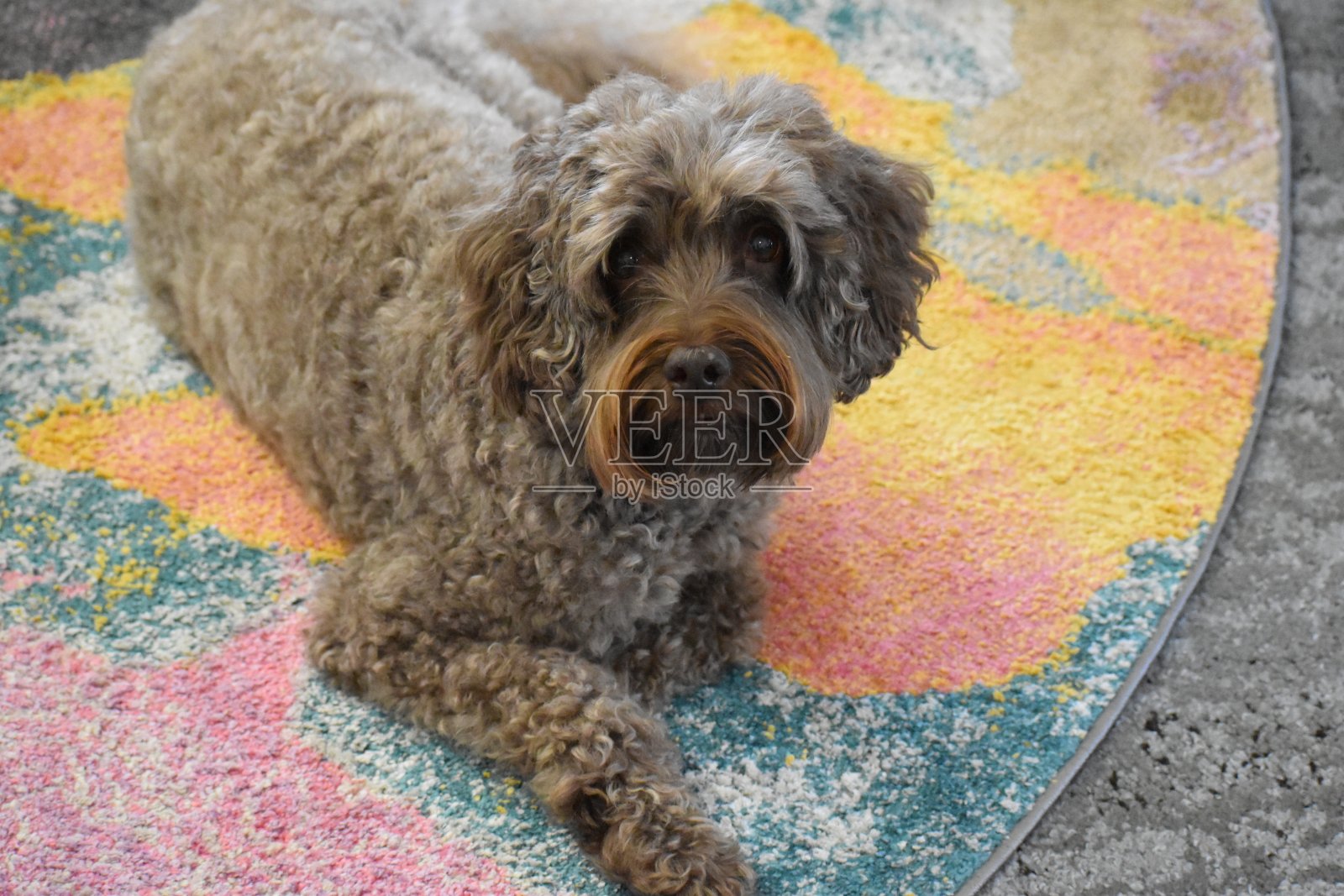 狗在地毯上照片摄影图片