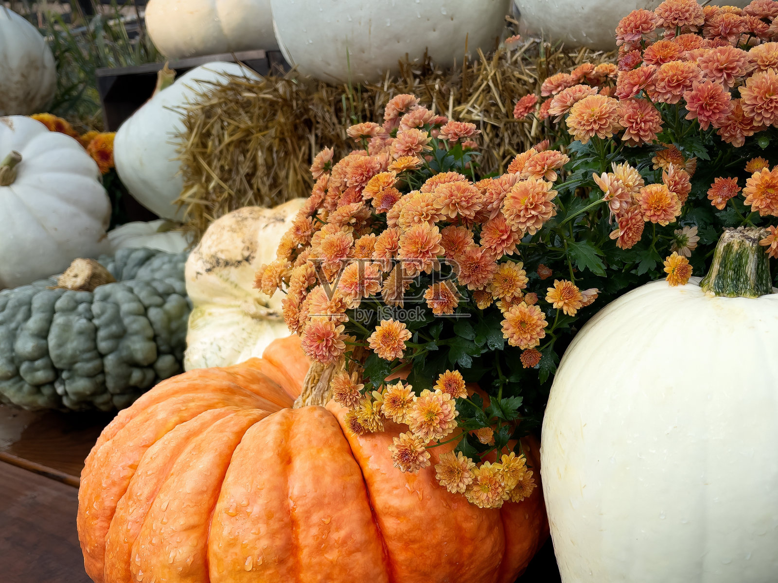 秋天的装饰照片摄影图片