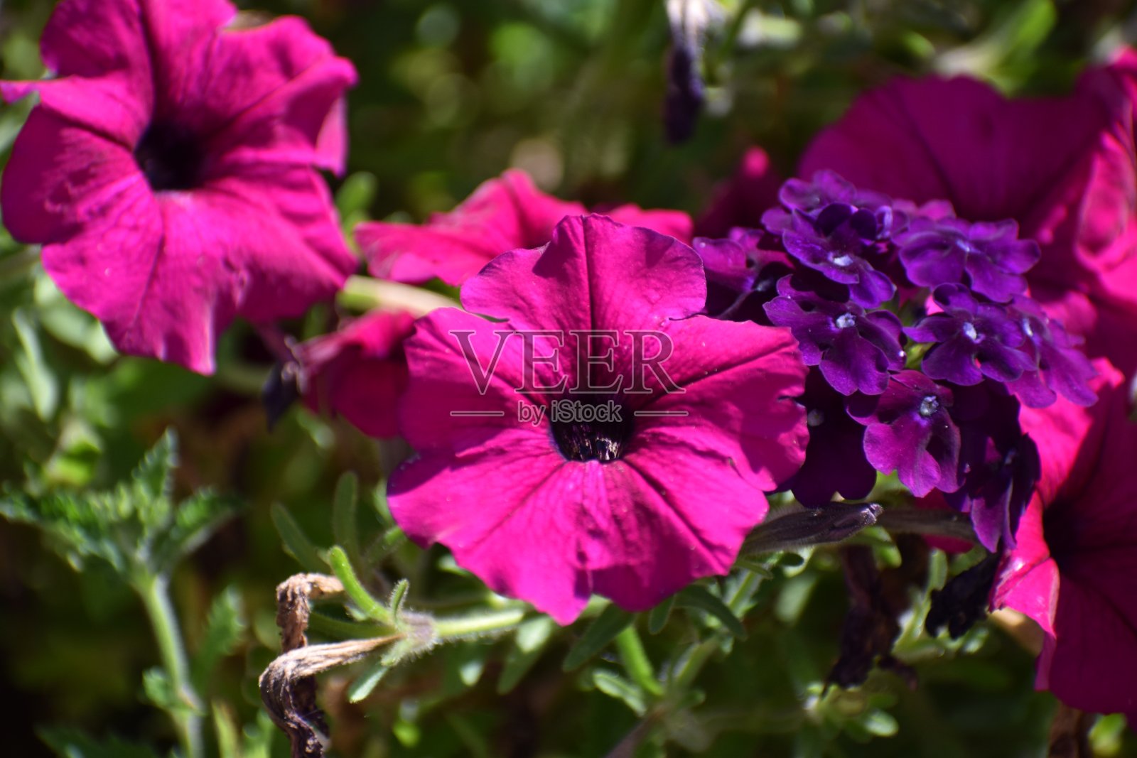 俄勒冈夏花照片摄影图片