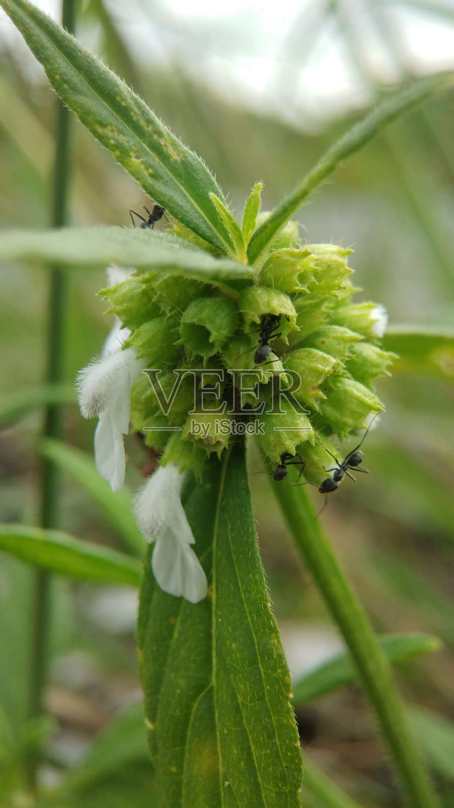 前臂(Leucas lavandulifolia)照片摄影图片
