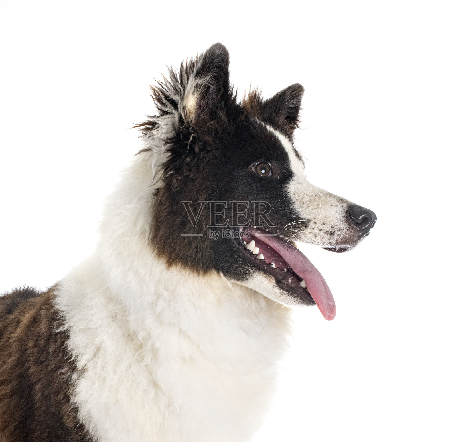 年轻的雅库特人照片摄影图片