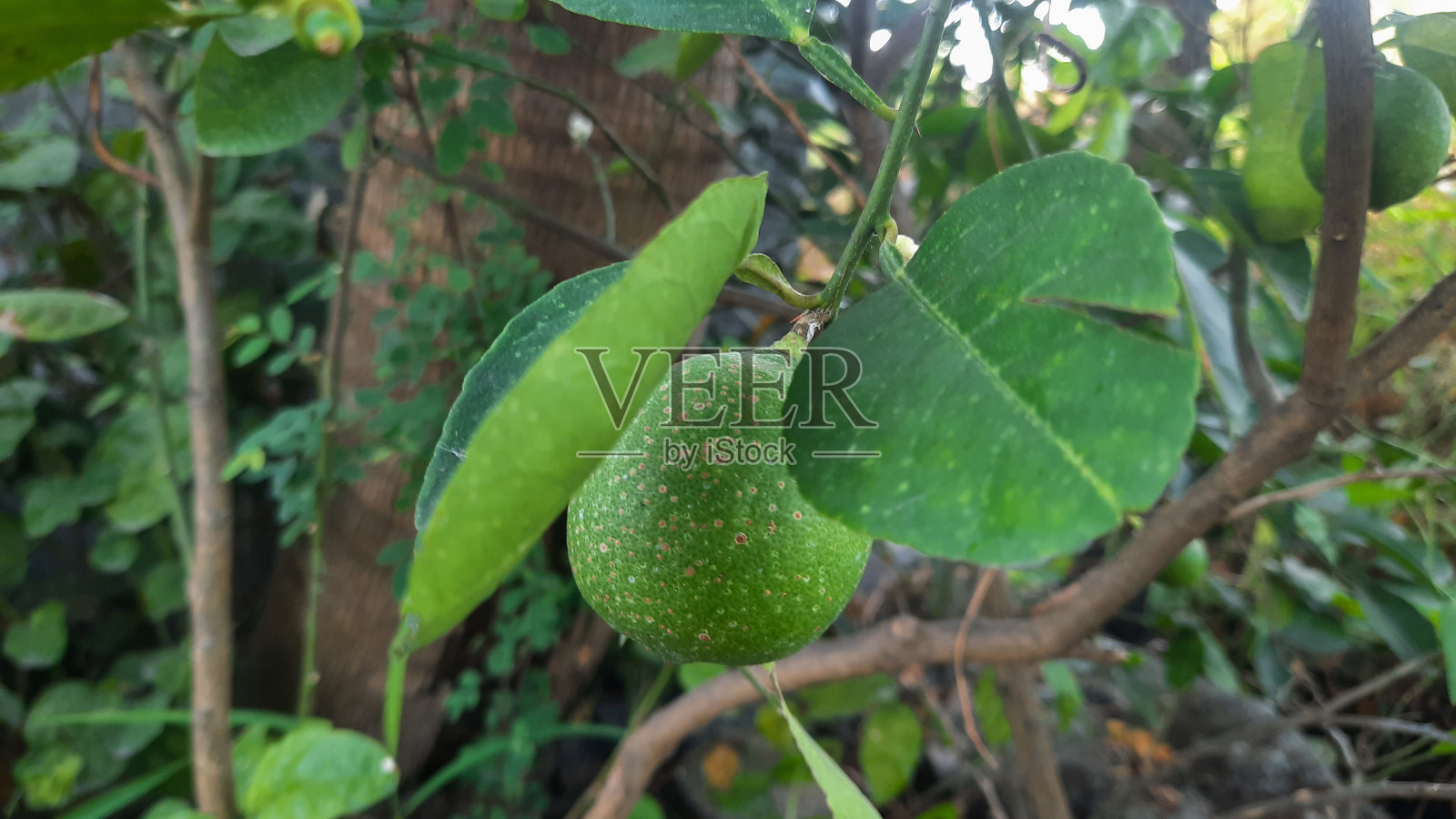 柑橘类水果植物照片摄影图片