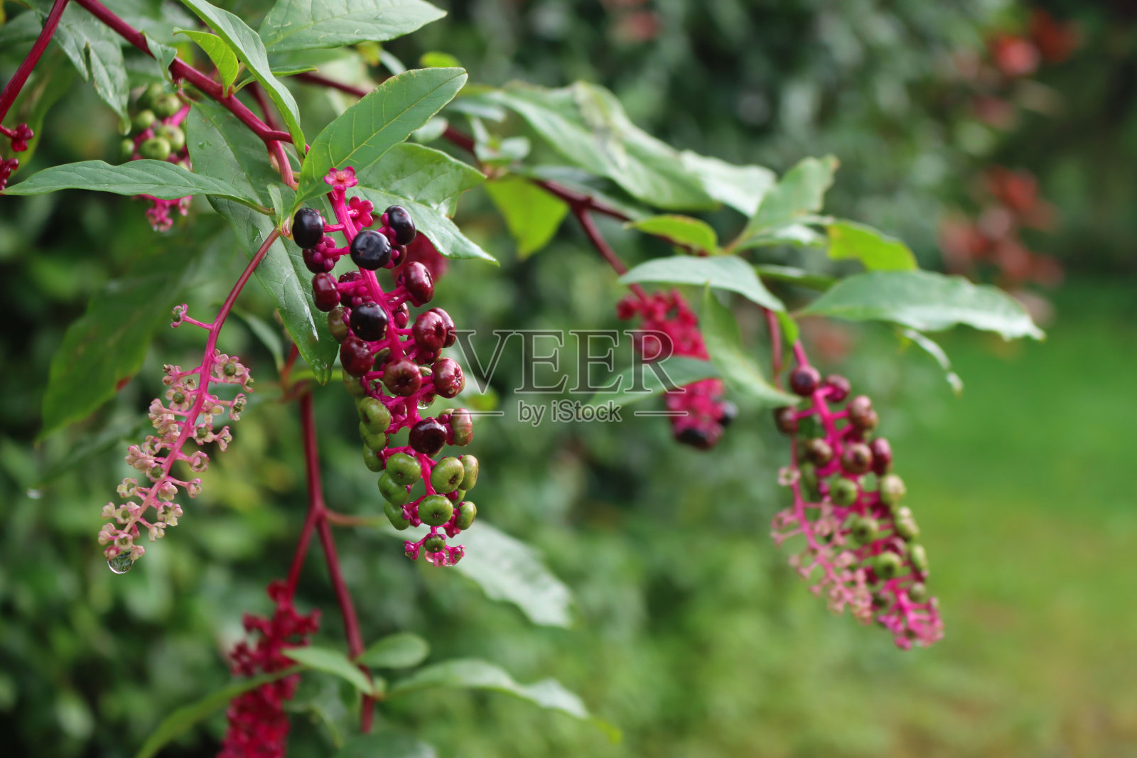 美国植物成熟的浆果在树枝上的特写照片摄影图片