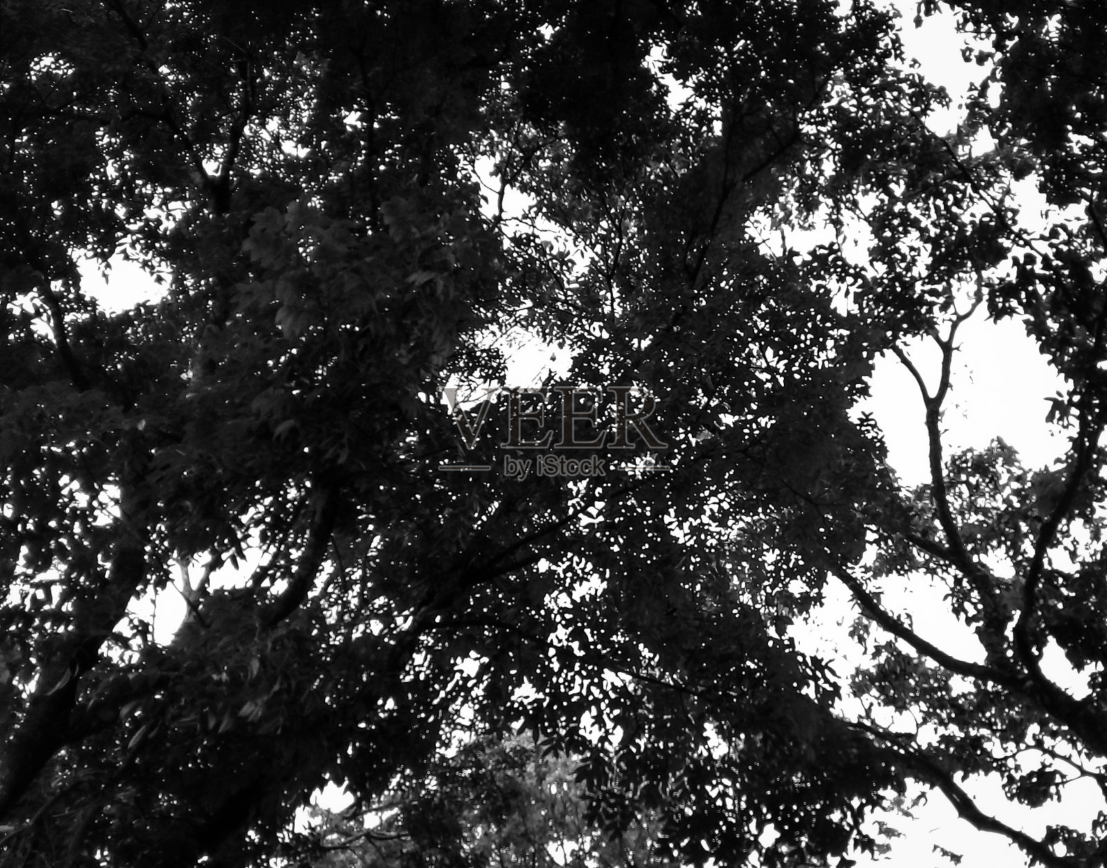 在树下照片摄影图片