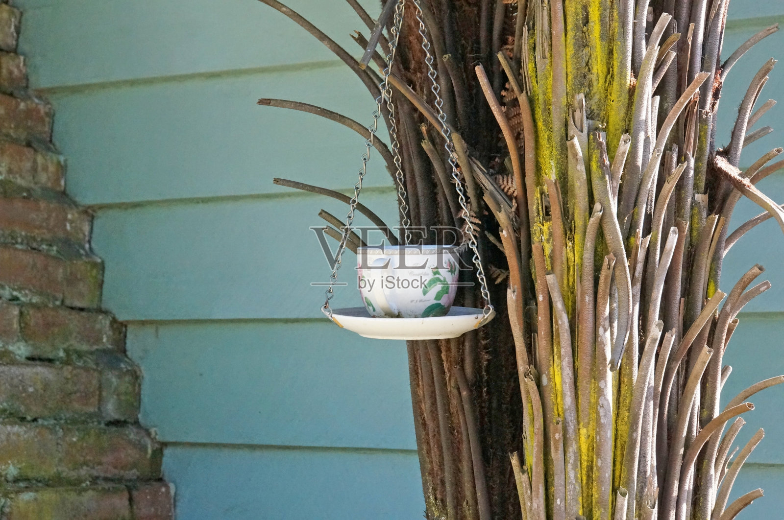 茶杯喂鸟器，新西兰照片摄影图片