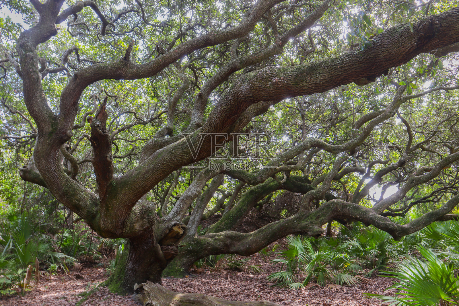 坎伯兰岛树关闭照片摄影图片