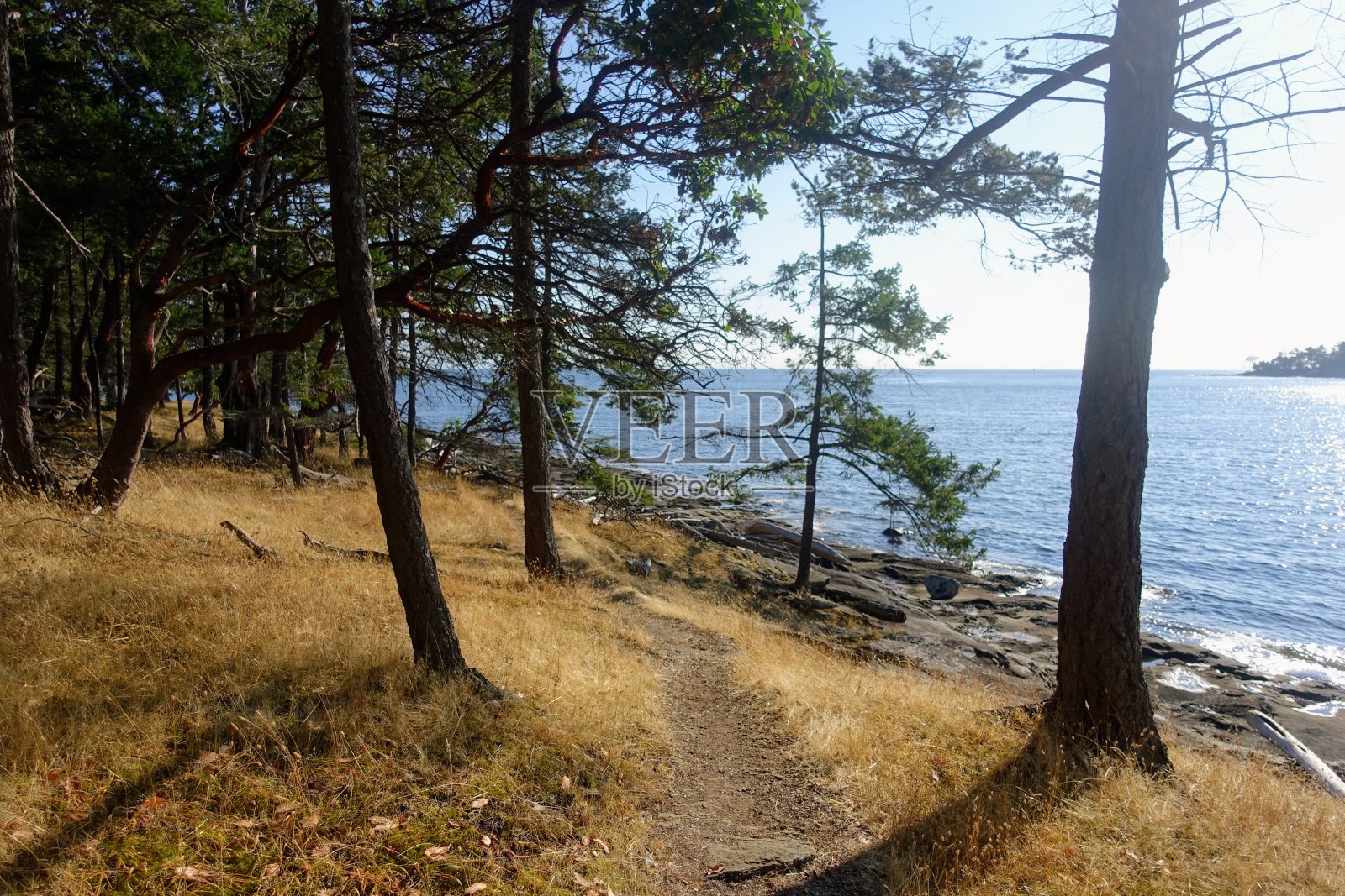 加拿大英属哥伦比亚的海湾群岛，美丽的海岸景观，周围环绕着美丽的杨梅树和干燥的黄色草，背景是海洋照片摄影图片