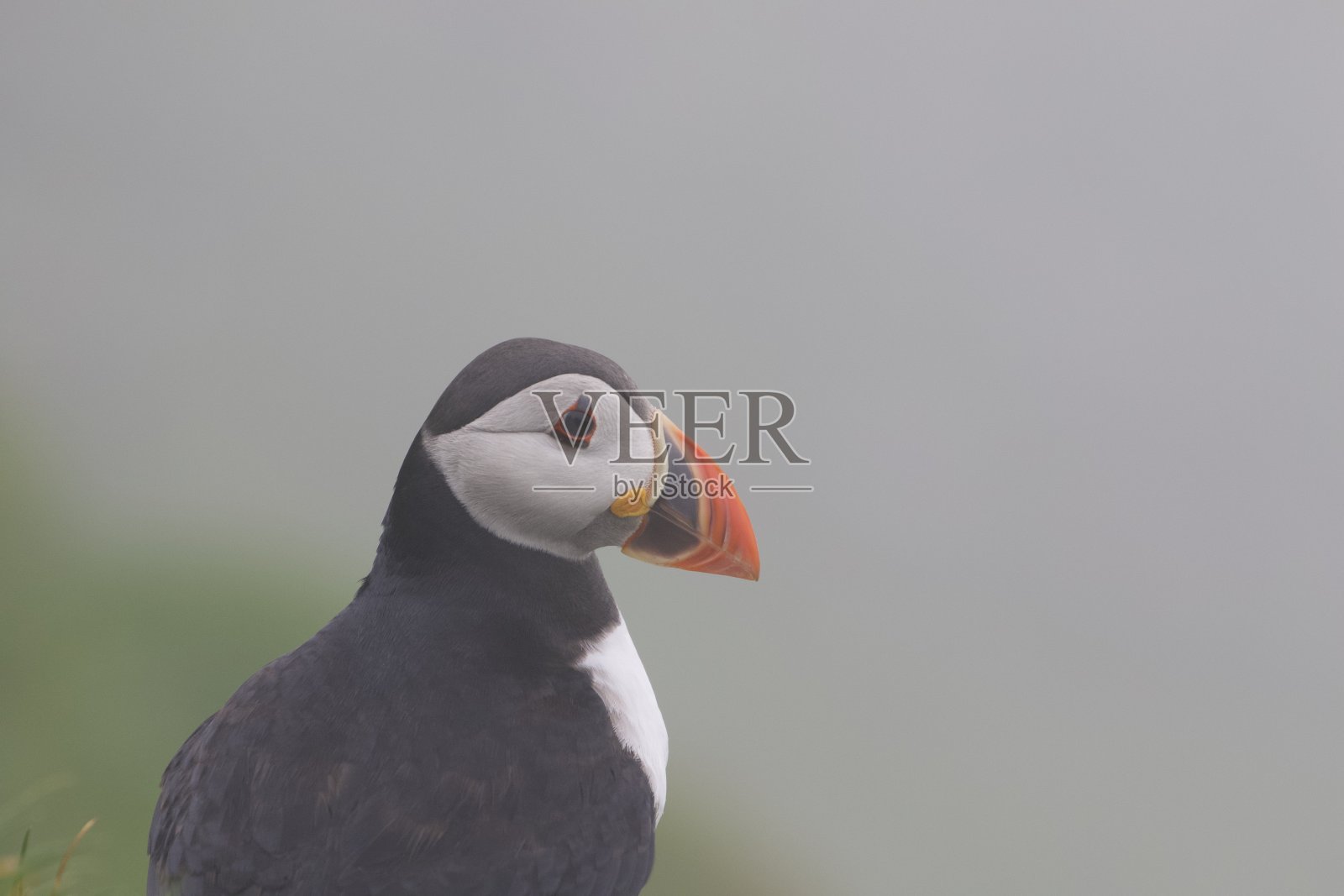 大西洋海雀，麦金斯岛，法罗照片摄影图片