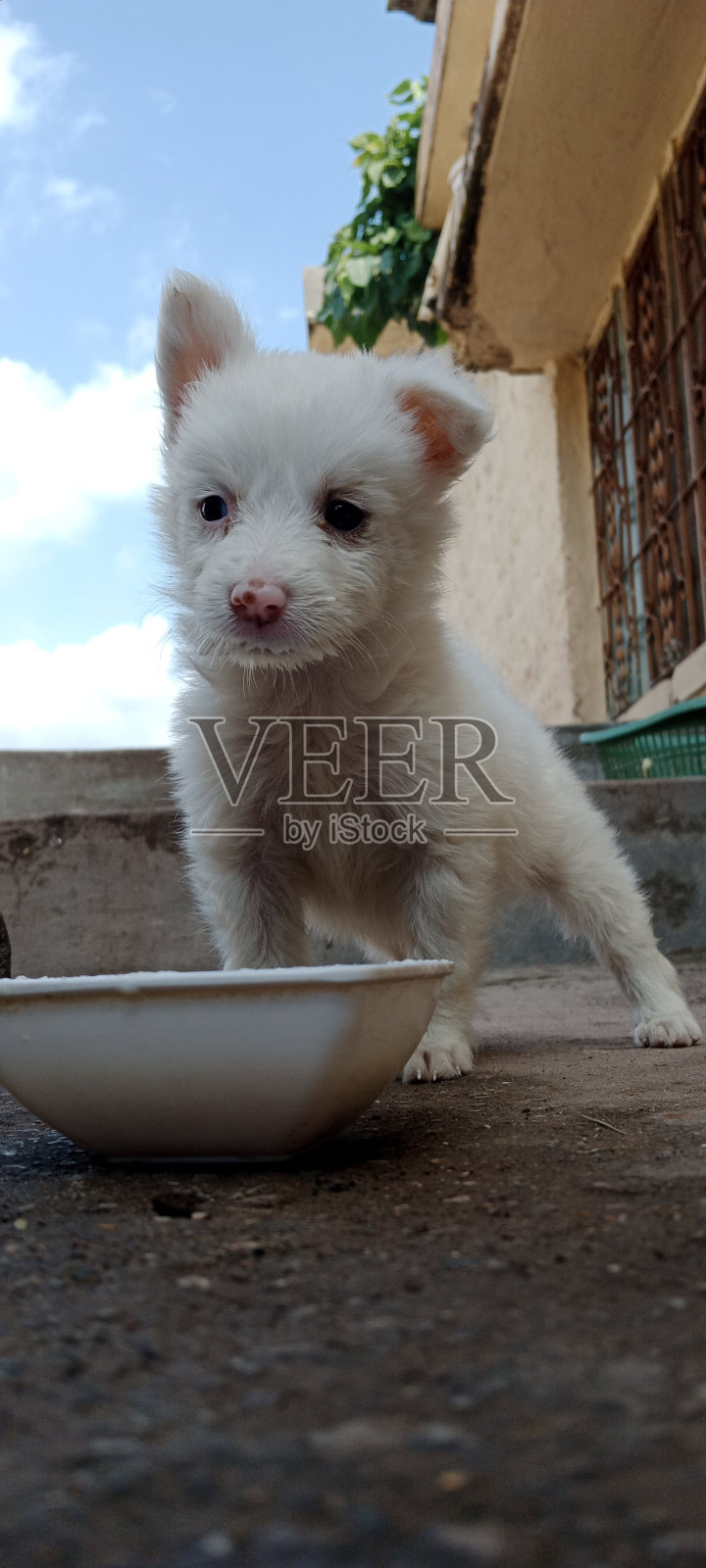 宠物爱的食物时间照片摄影图片