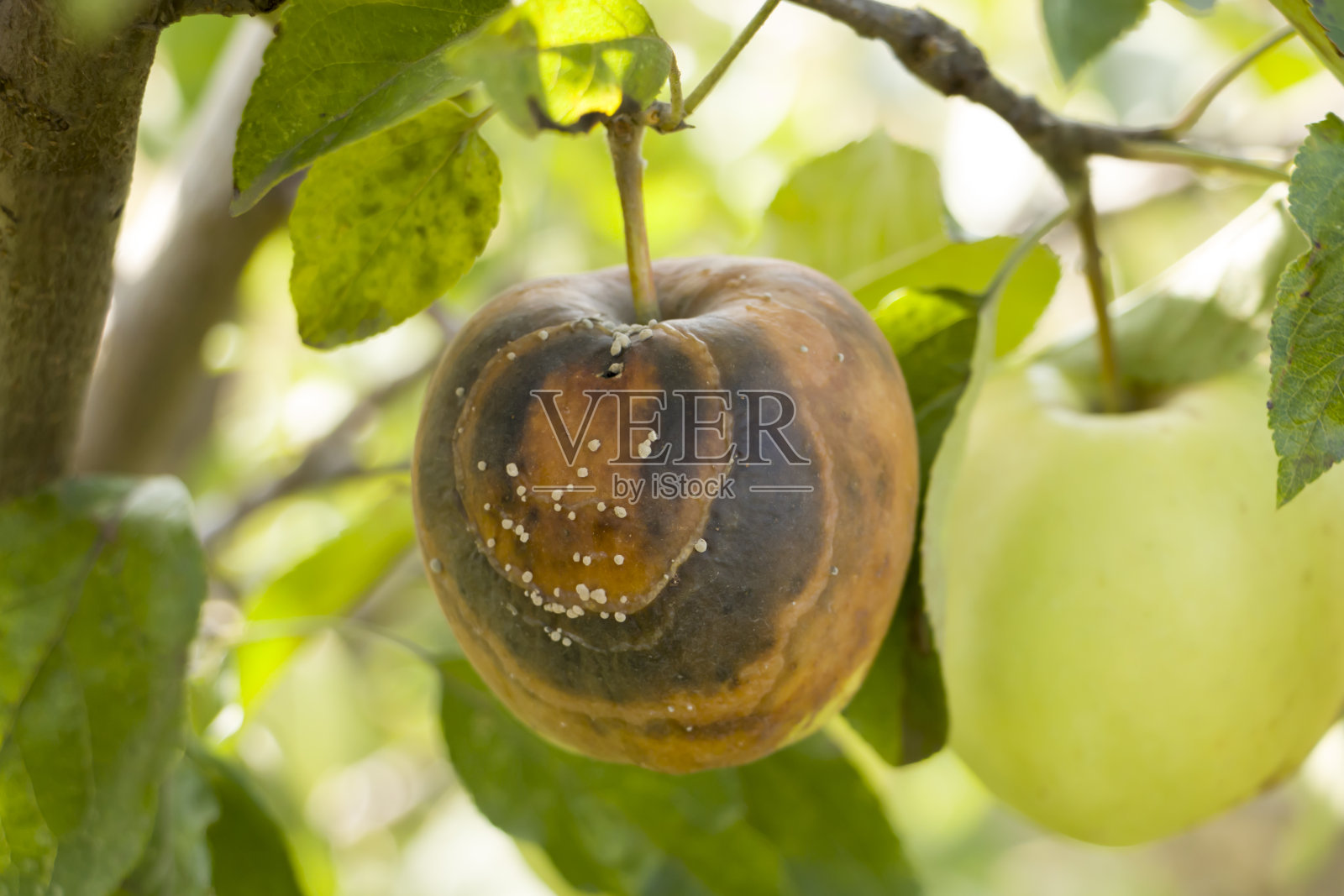 苹果念珠菌病。苹果在树上烂掉了。照片摄影图片