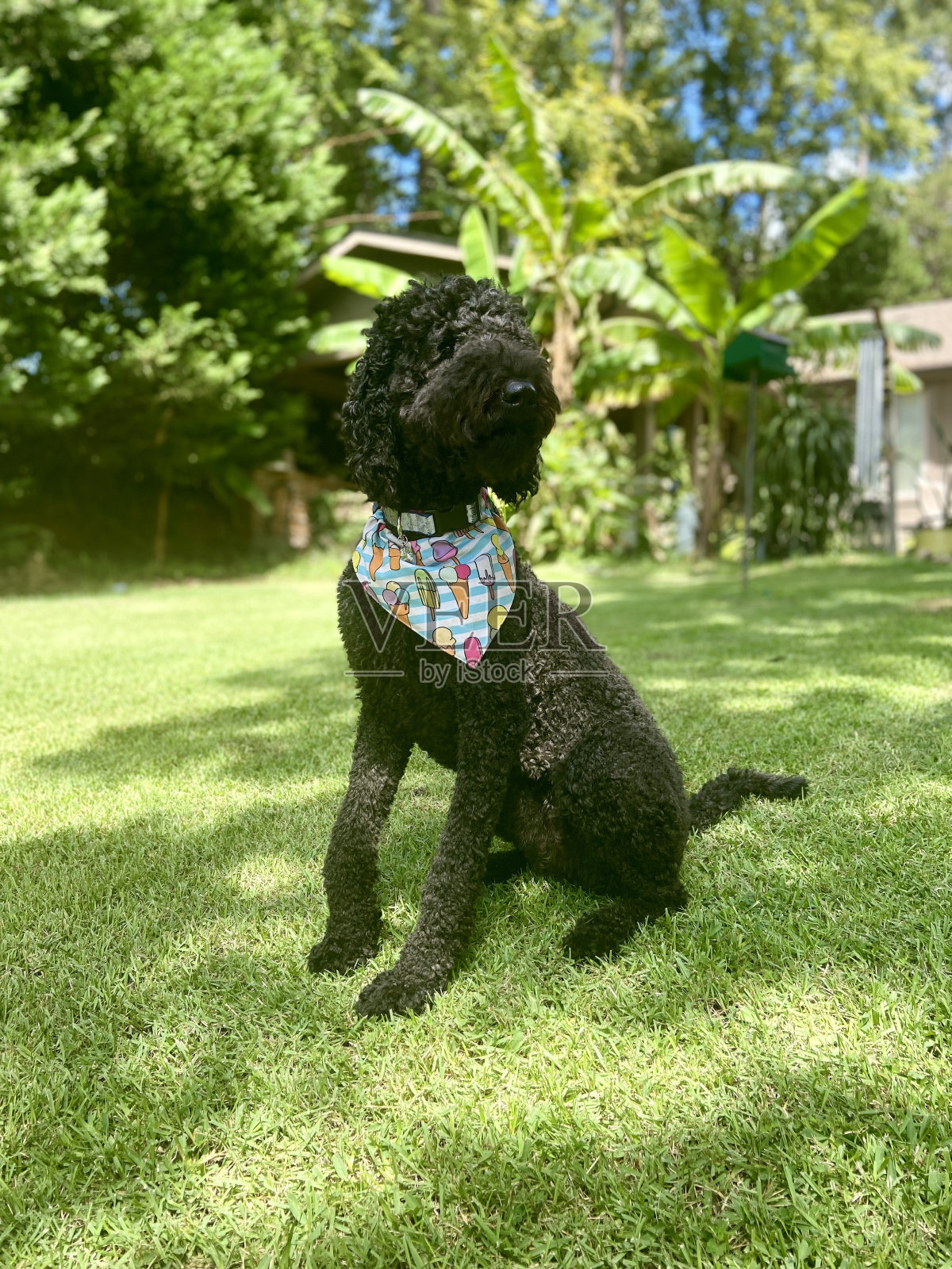 一只黑色的拉布拉多犬坐在草地上照片摄影图片