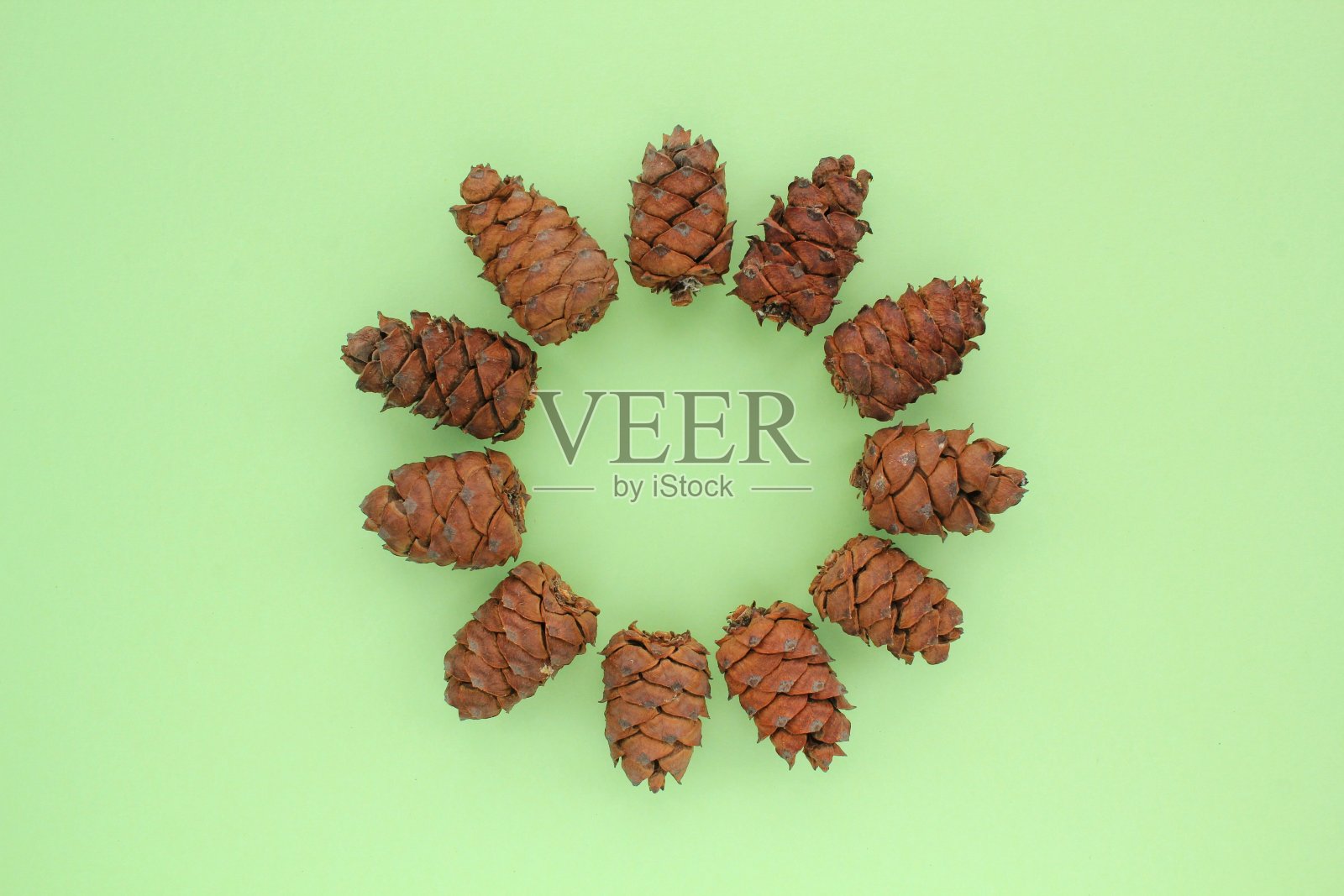 孤立在绿色背景上的针叶树的松杉杉木球果。自然花环。创意圣诞假期作文。照片摄影图片