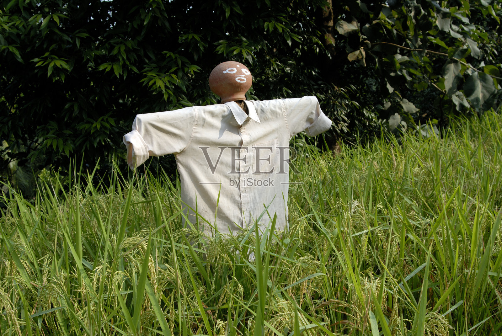 在田野里用人体模型来吓唬鸟儿和稻草人照片摄影图片