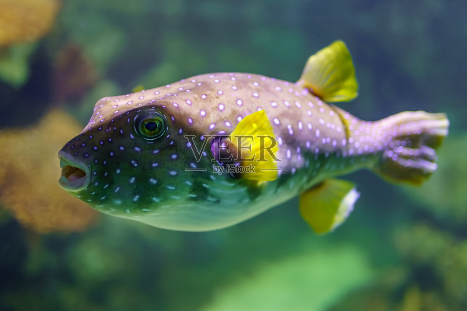 河豚鱼在膨胀前静静地在海水中游泳。照片摄影图片