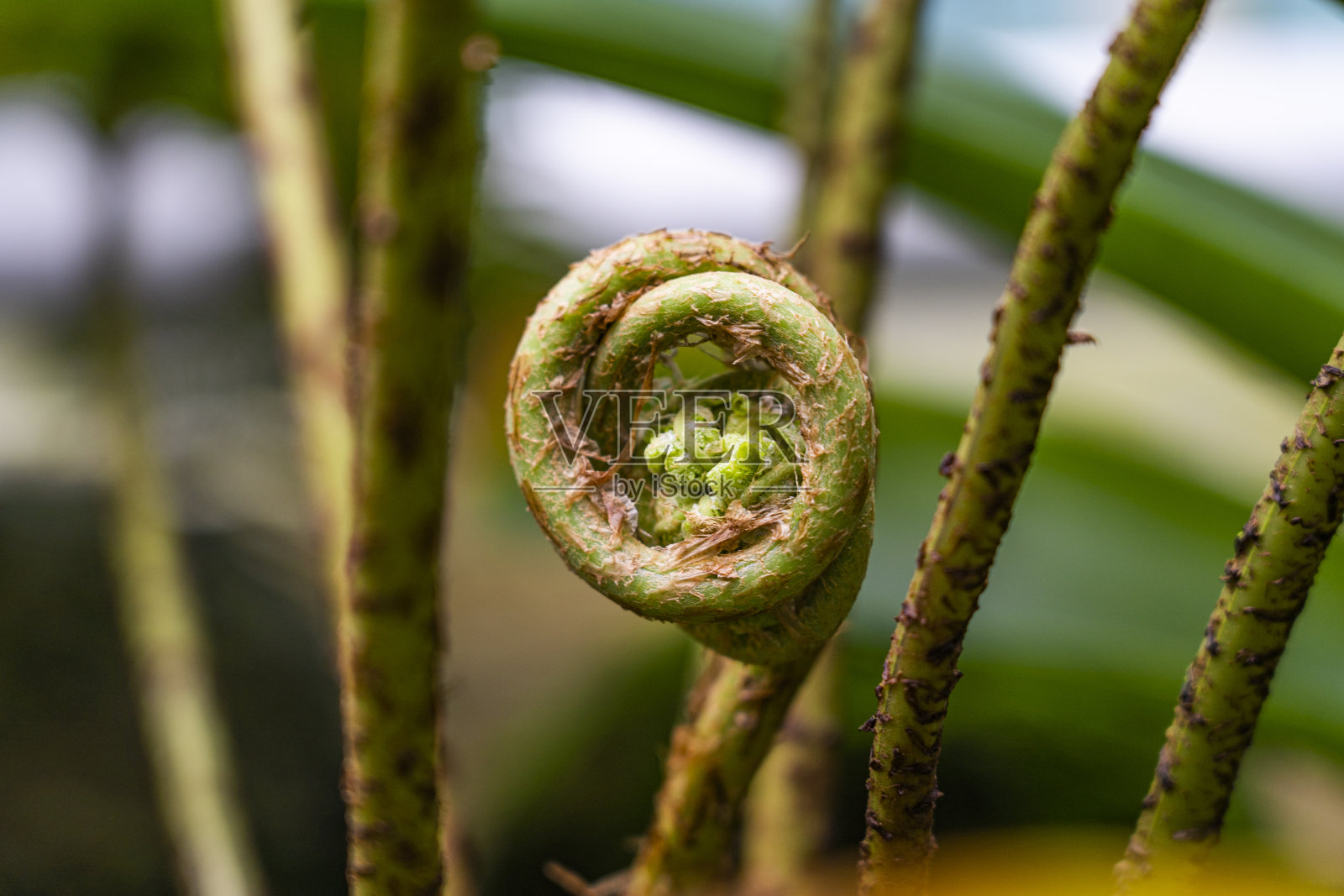乌毛照片摄影图片