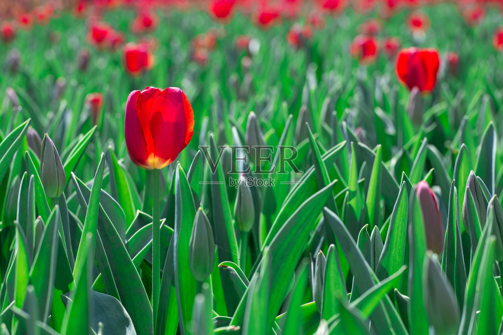 花园里的郁金香照片摄影图片