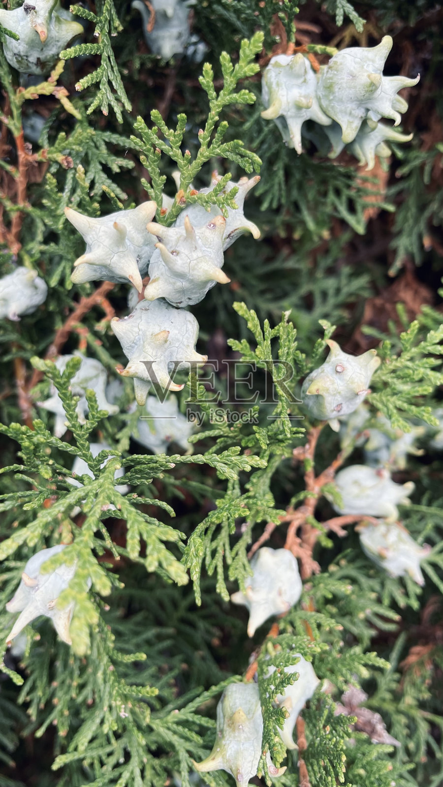 松树的枝条，有球果的常绿植物的背景照片摄影图片