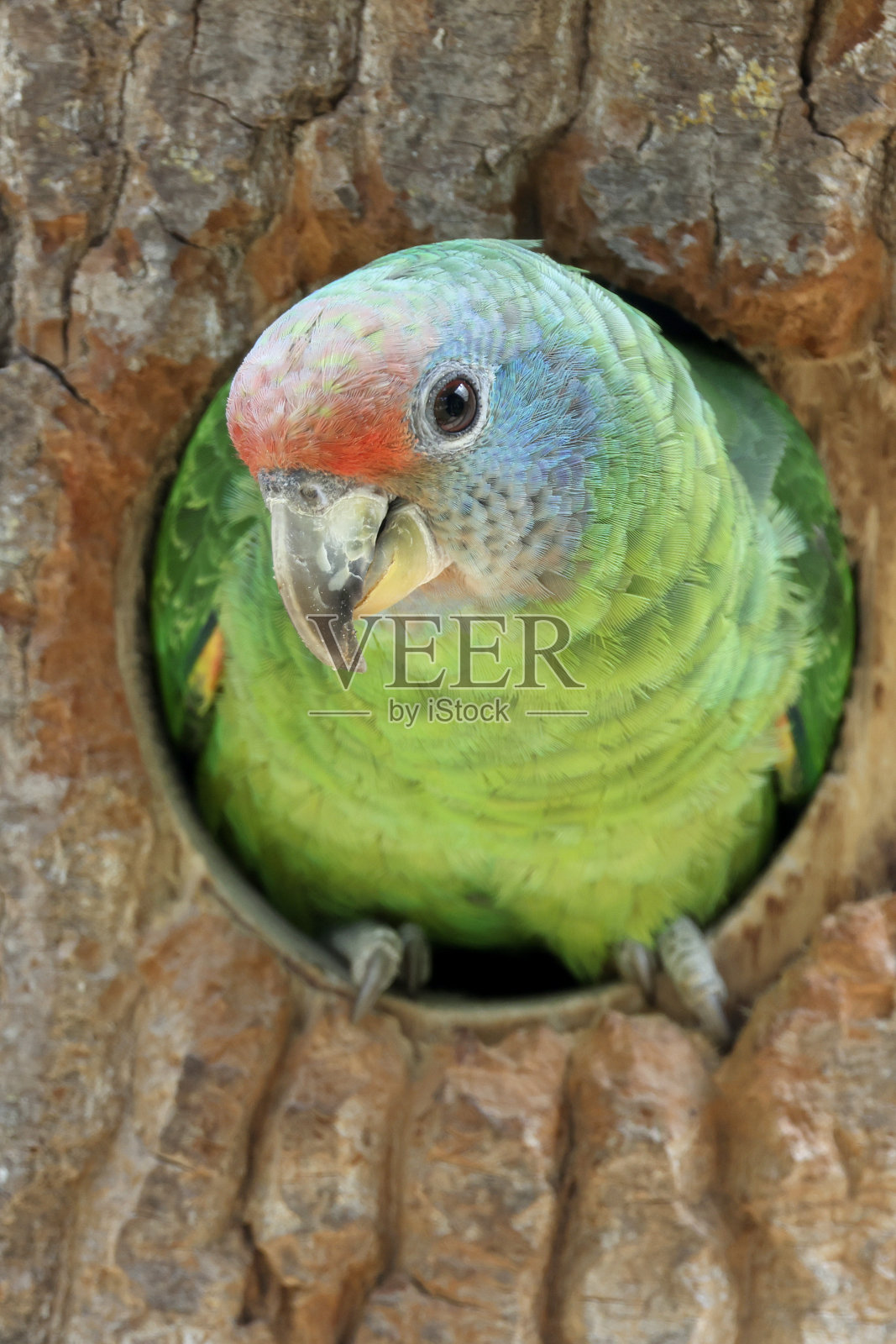 红尾亚马逊(巴西亚马逊)的自然栖息地。照片摄影图片