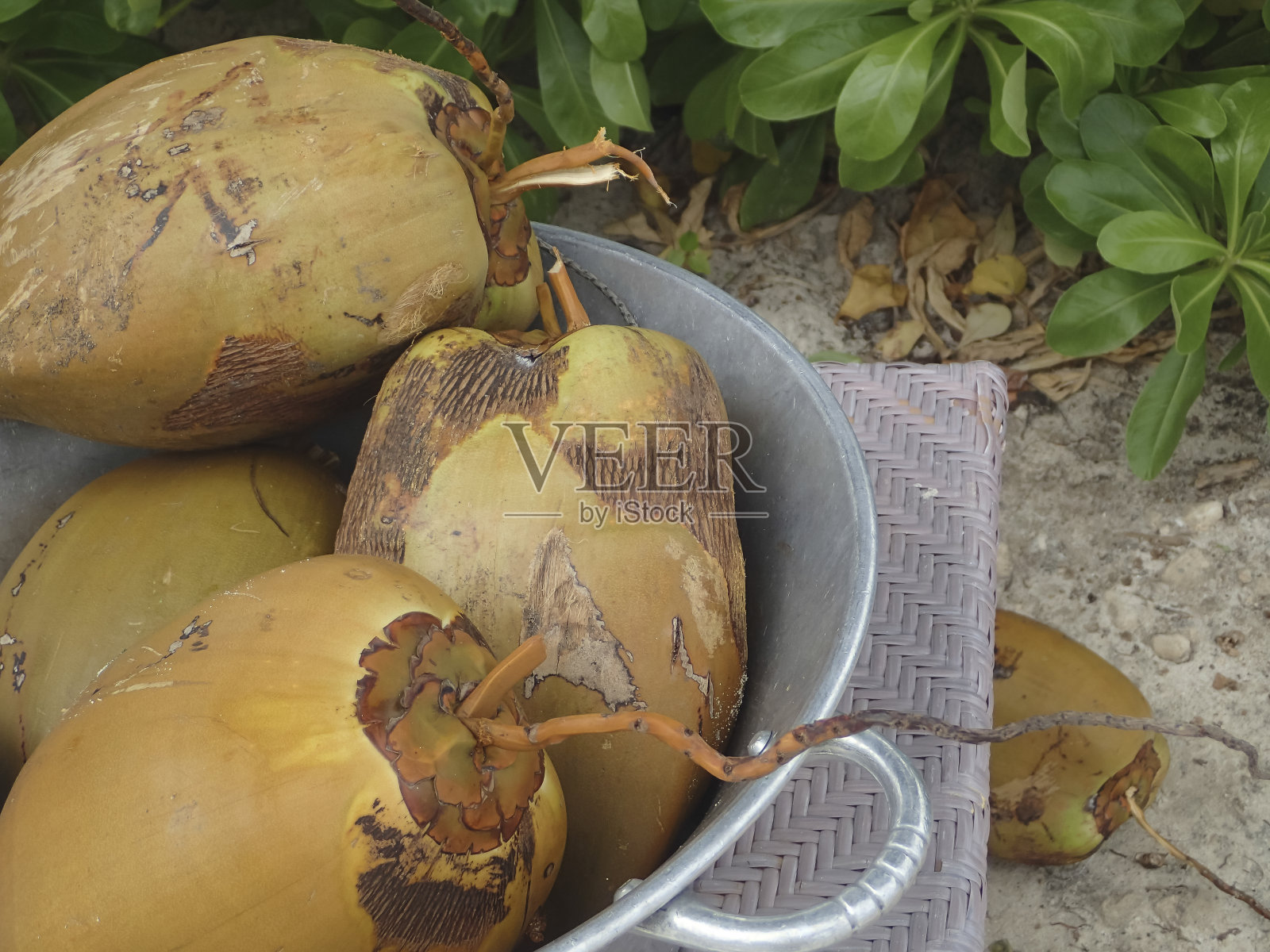 椰子照片摄影图片