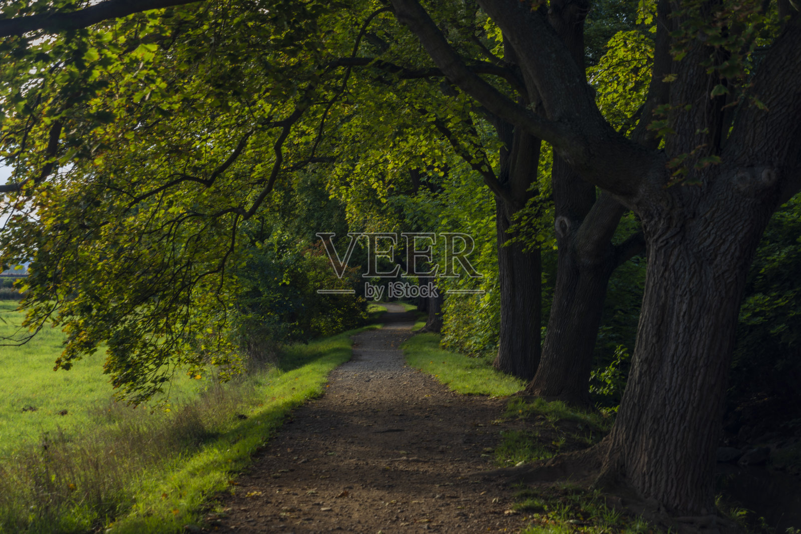 阳光明媚的夏天，Rakovnik镇Rakovnicky小溪附近的小路树巷照片摄影图片