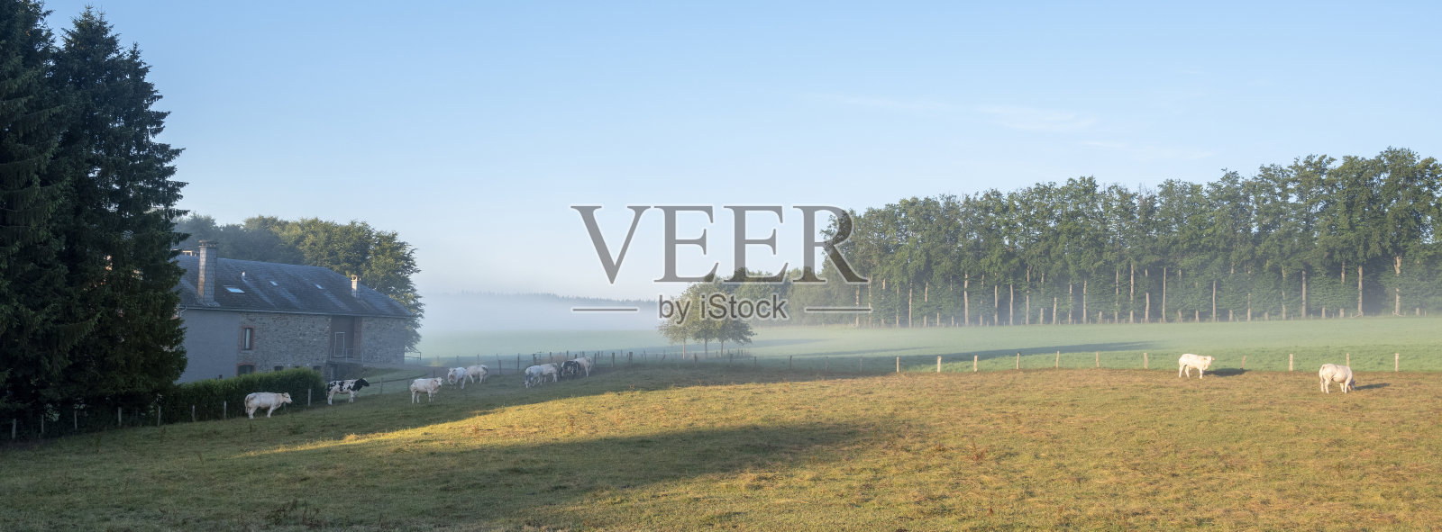 在比利时阿登的圣维思和维塞尔姆之间的清晨乡村里的奶牛照片摄影图片