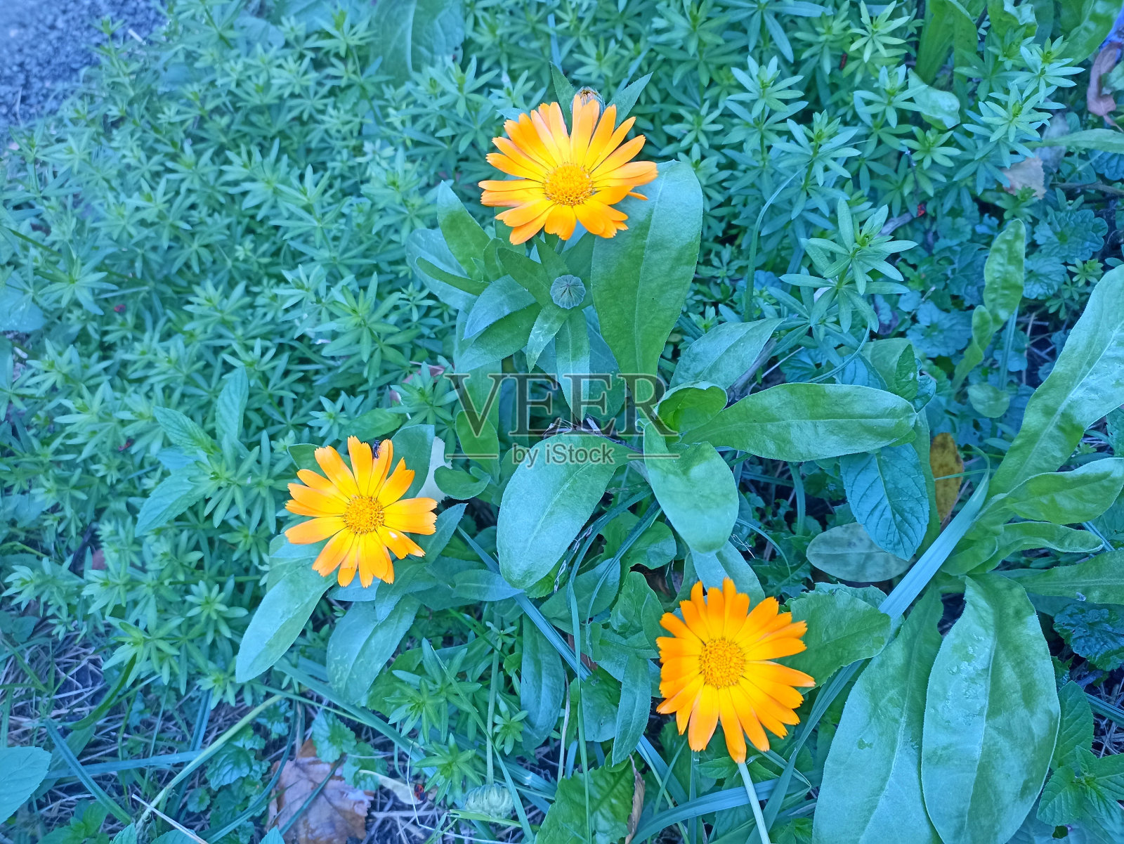 金盏菊，盆栽金盏花，金盏花，普通金盏花或苏格兰金盏花。花的桌面背景照片摄影图片