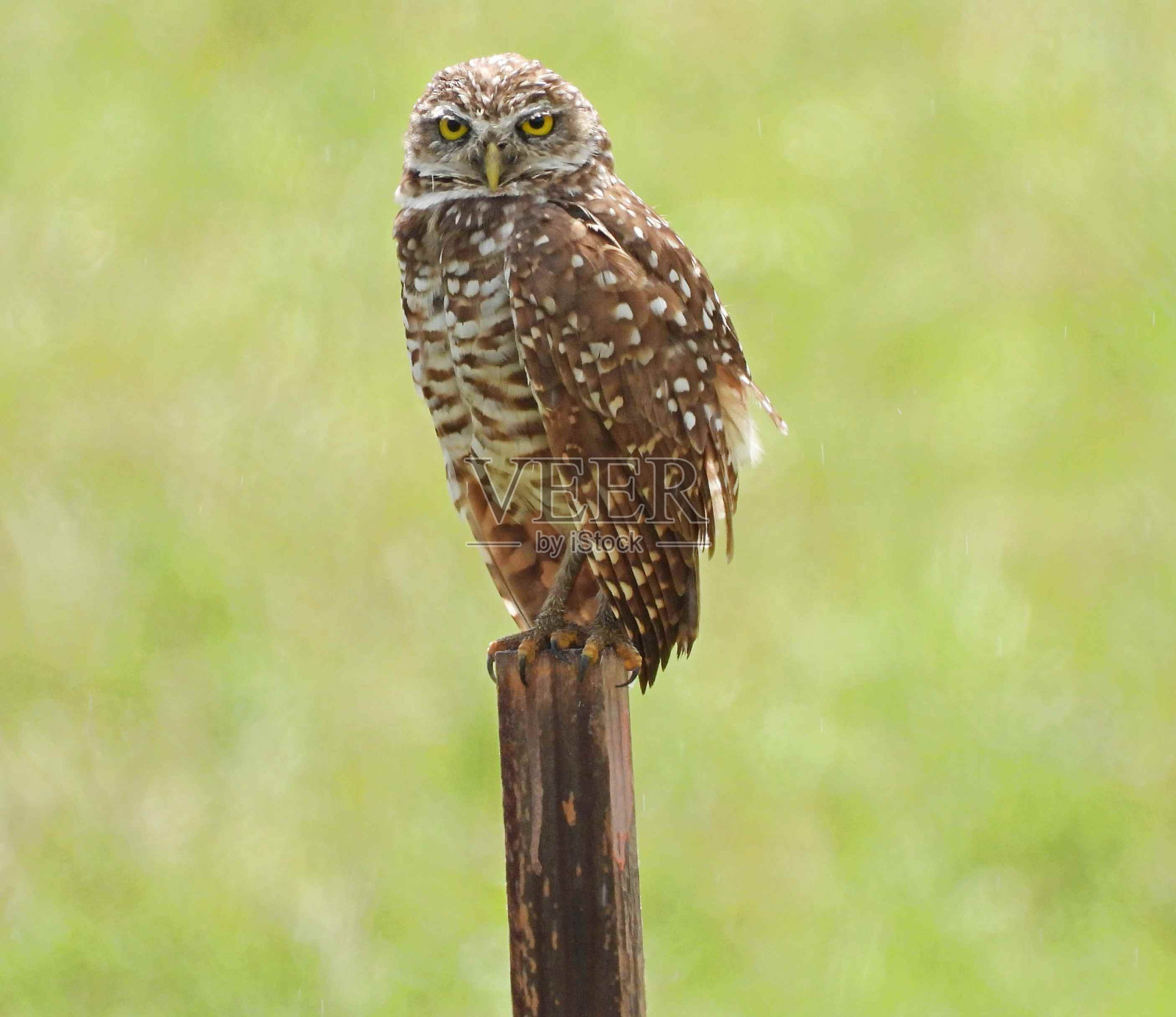 穴居猫头鹰(雅典娜)栖息在木桩上照片摄影图片