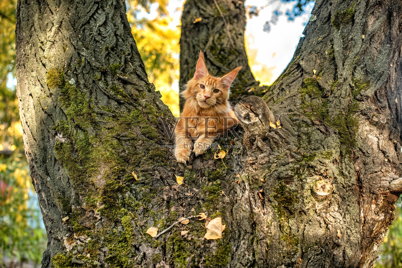 一只大的红色缅因浣熊小猫。照片摄影图片