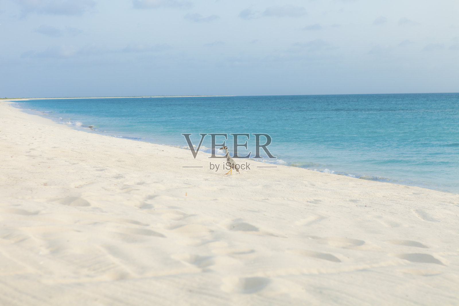 黄冠夜鹭照片摄影图片