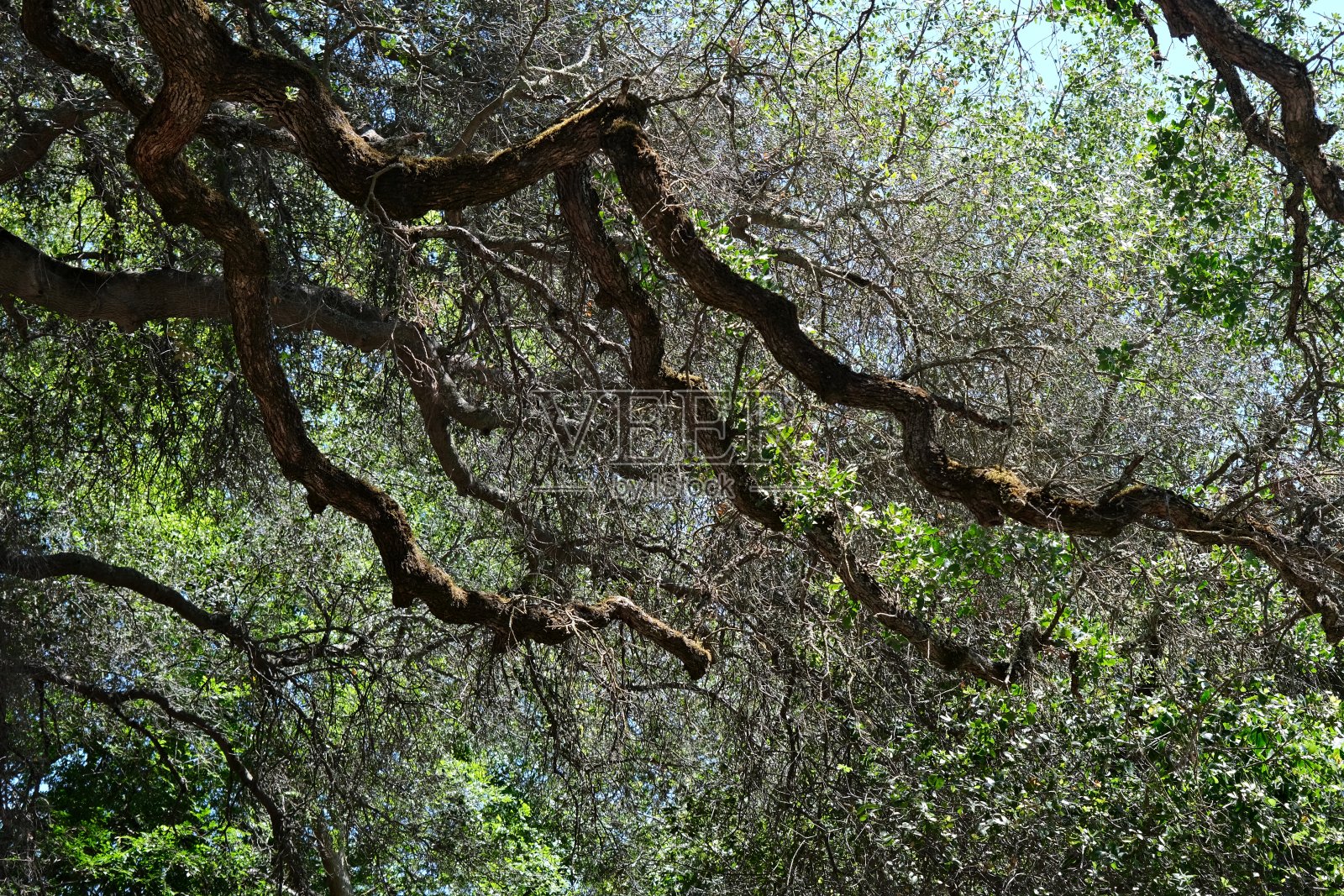 橡树的树枝照片摄影图片