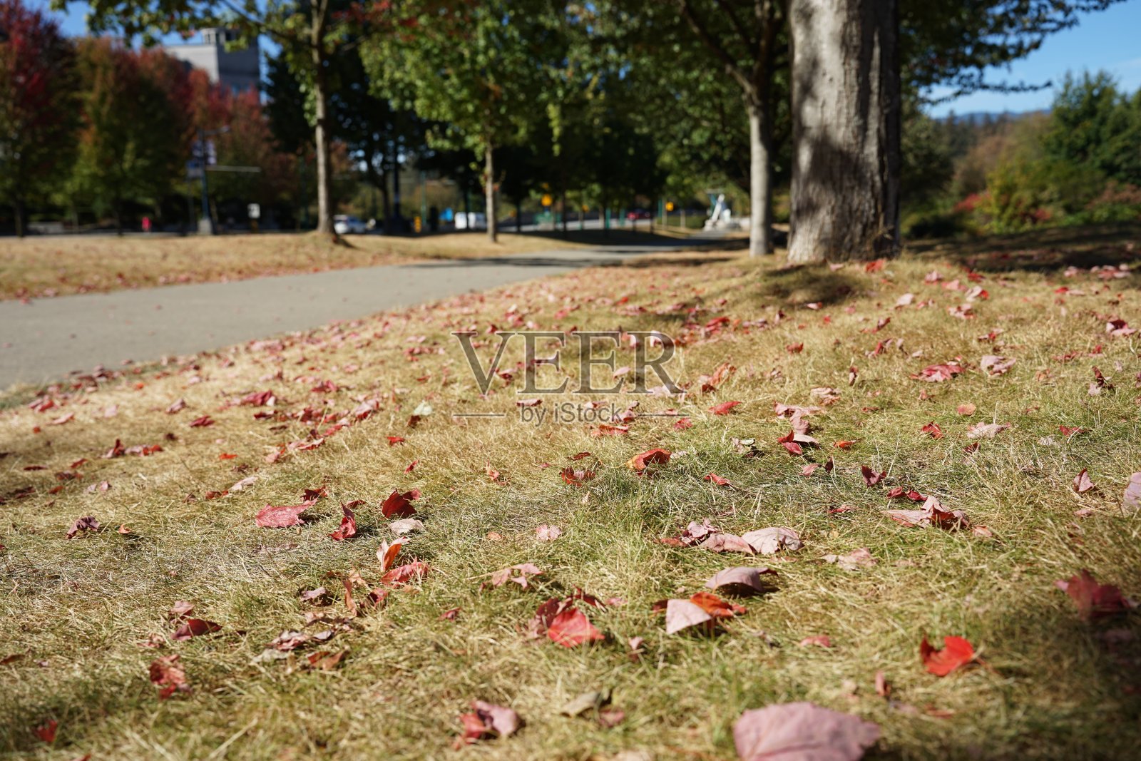 2022年秋季自然调查照片摄影图片