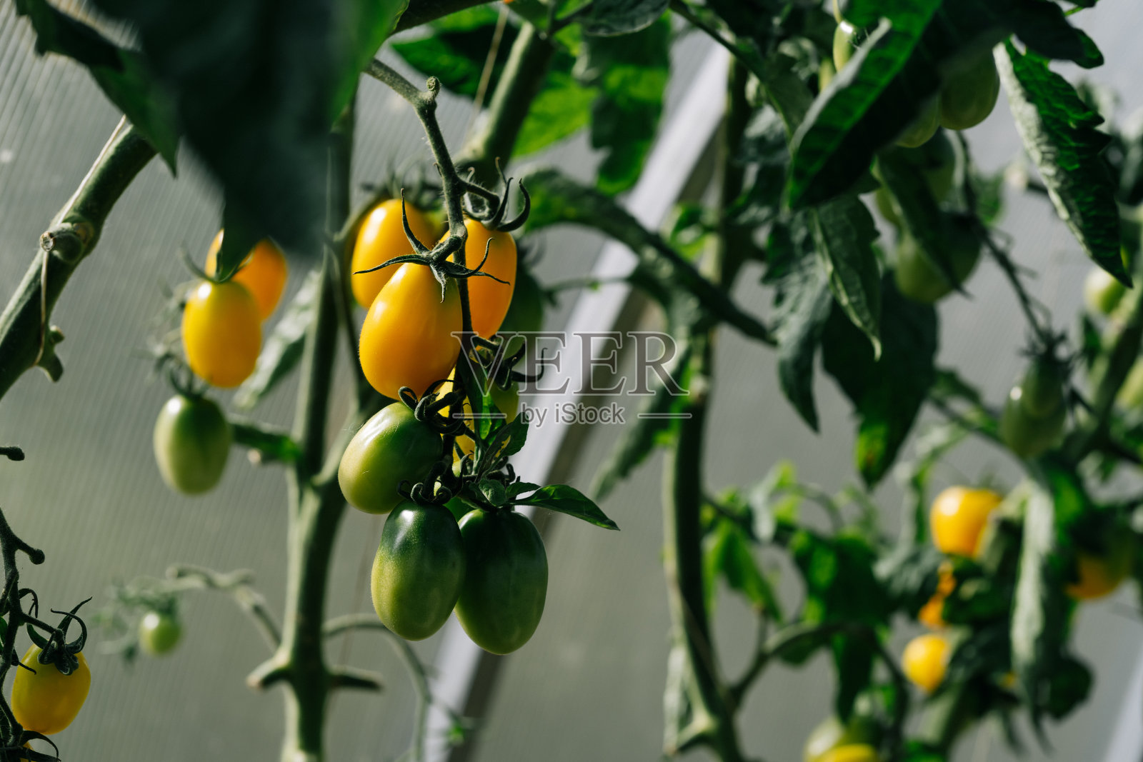 温室里的树枝上长着成熟的西红柿照片摄影图片