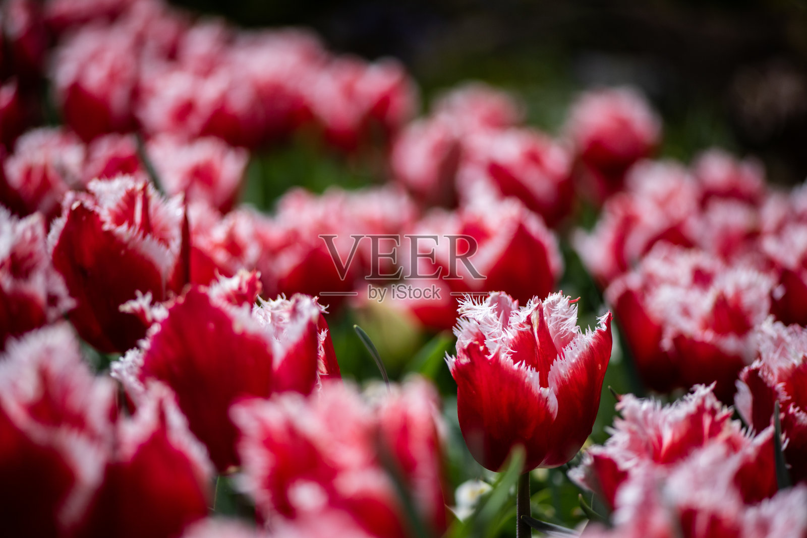 流苏红色郁金香照片摄影图片